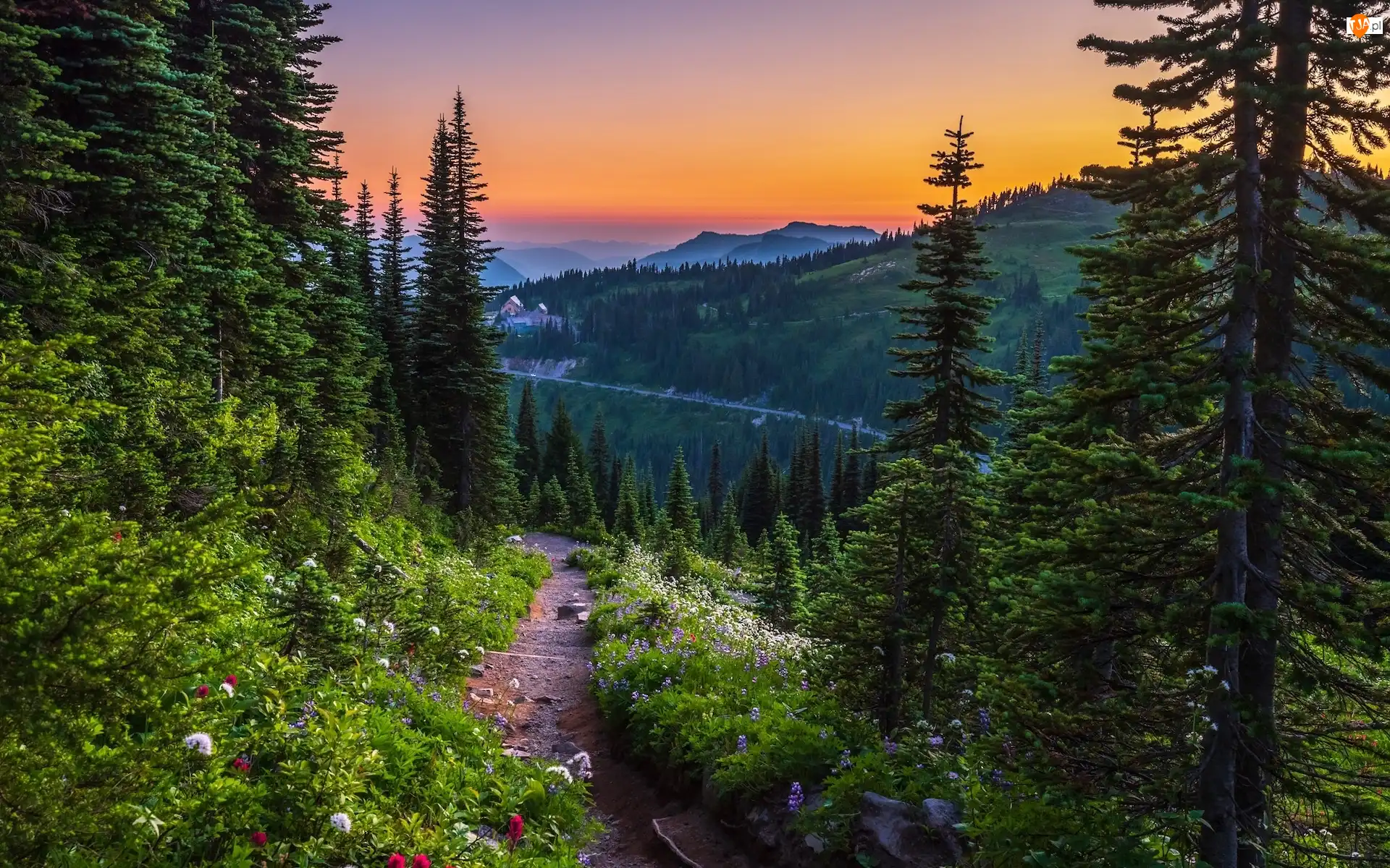 Stany Zjednoczone, Góry, Stan Waszyngton, Droga, Zachód słońca, Drzewa, Świerki, Park Narodowy Mount Rainier, Kwiaty