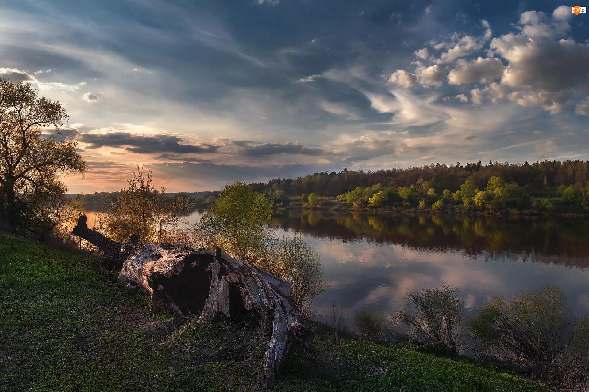 Drzewa, Pień, Rzeka, Zachód słońca, Suchy