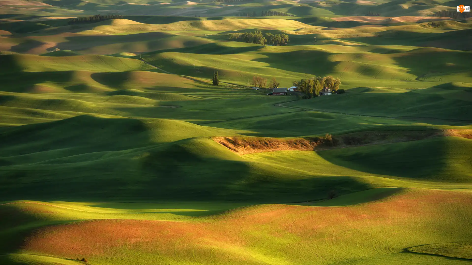 Domy, Pola, Stany Zjednoczone, Drzewa, Stan Waszyngton, Region Palouse, Steptoe Butte State Park