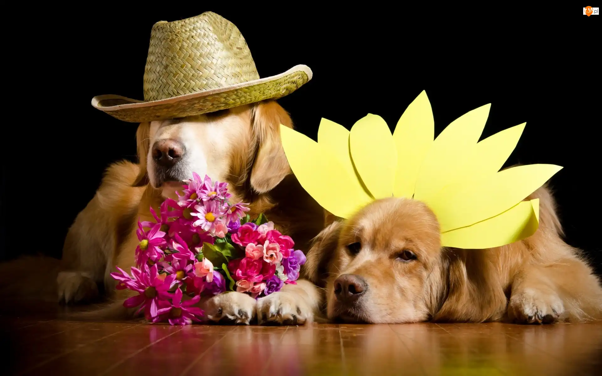 Kwiaty, Psy, Golden Retriever