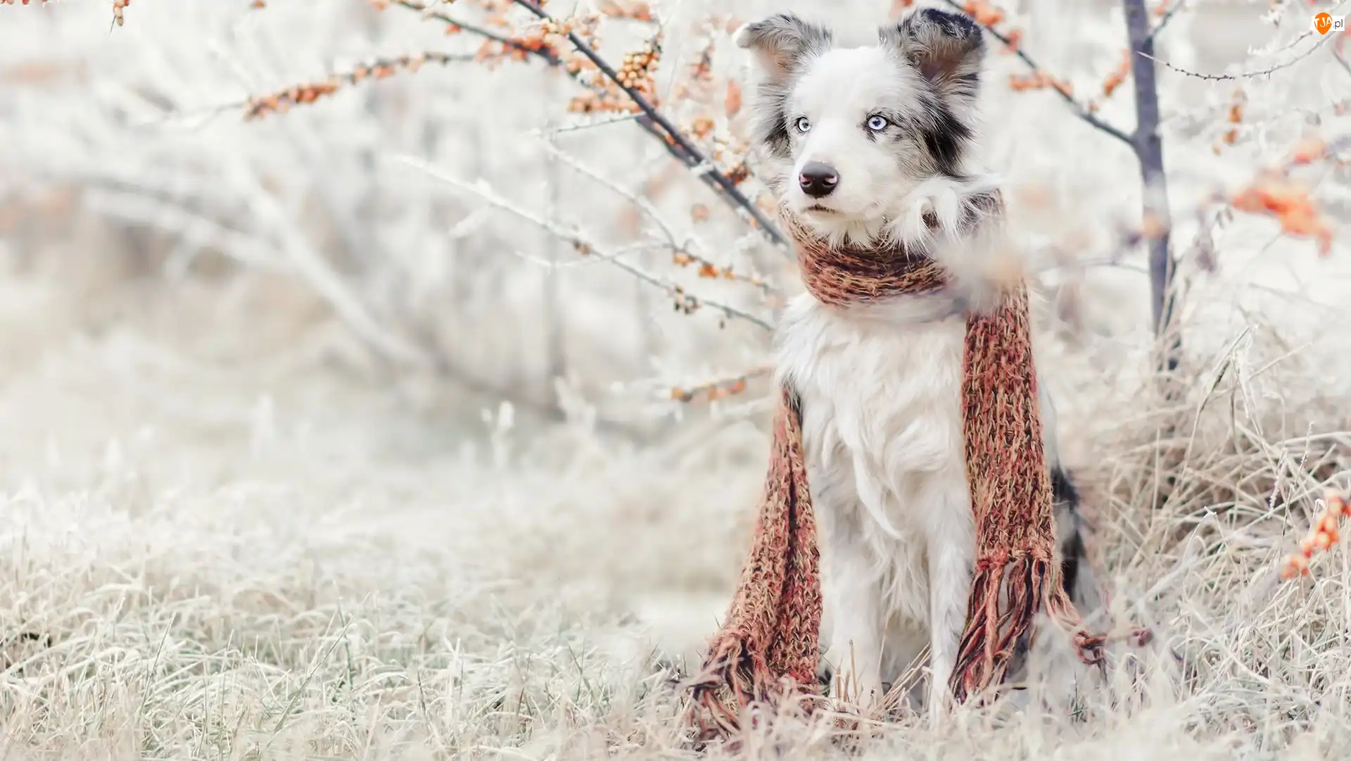 Border collie, Pies, Szadź, Rośliny, Szalik, Trawa