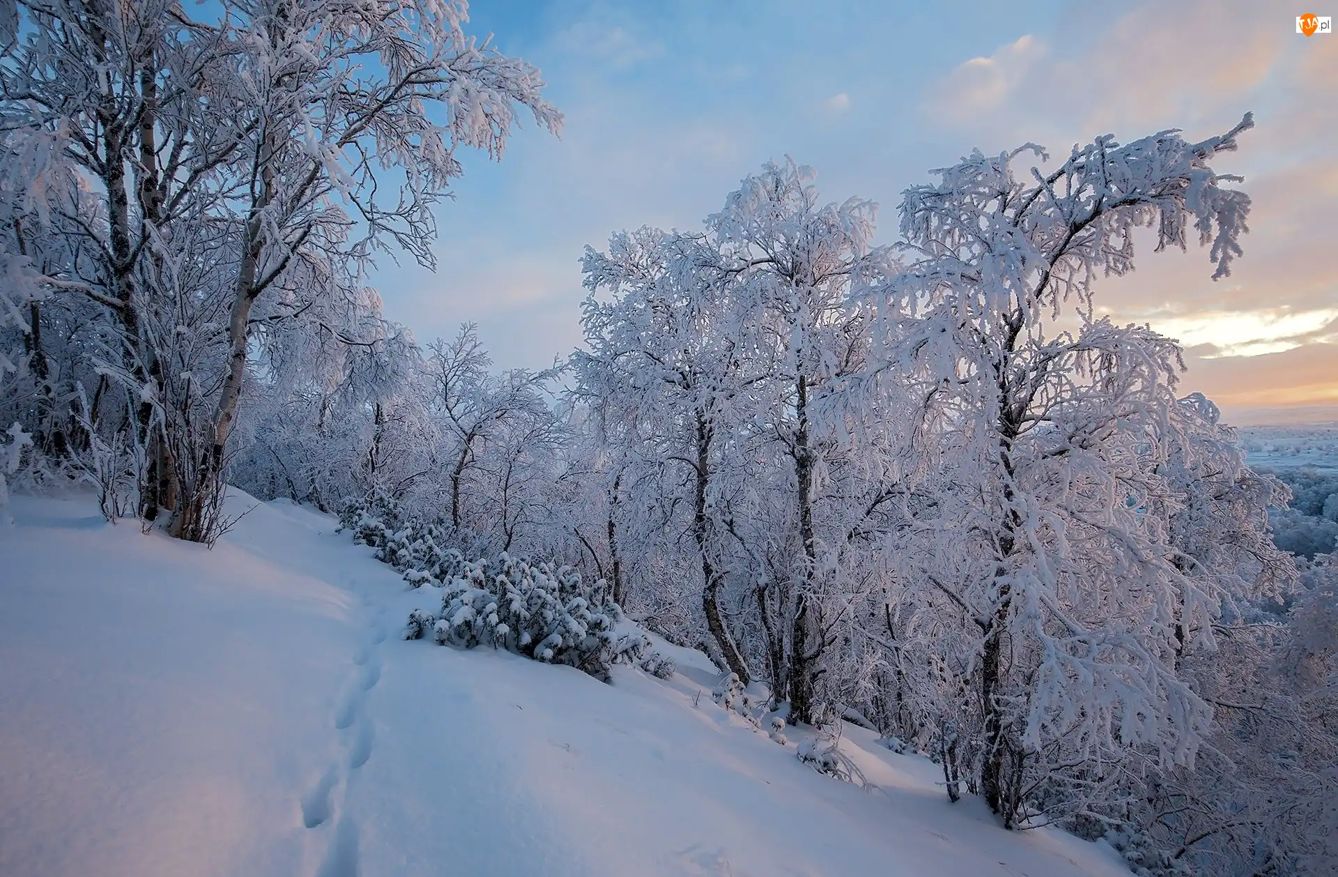 Zima, Drzewa, Laponia, Finlandia, Ośnieżone