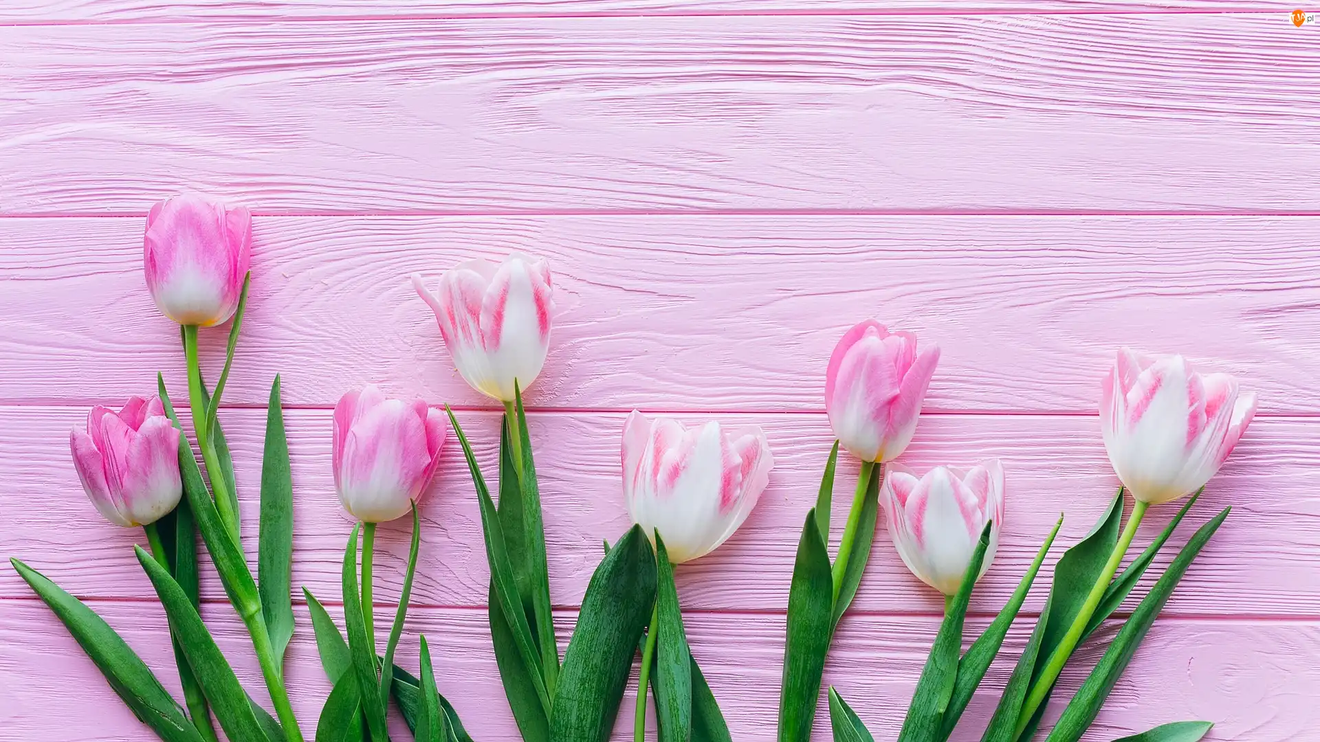 Deski, Biało-różowe, Tulipany, Różowe