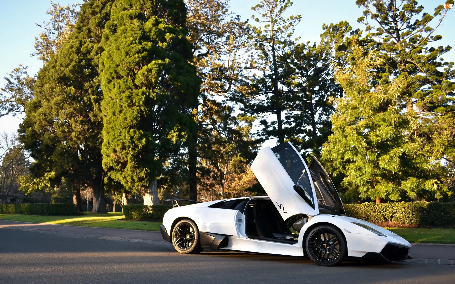 Lamborgini, Białe, LP670-4SV, Park, Murcielago, Ulica