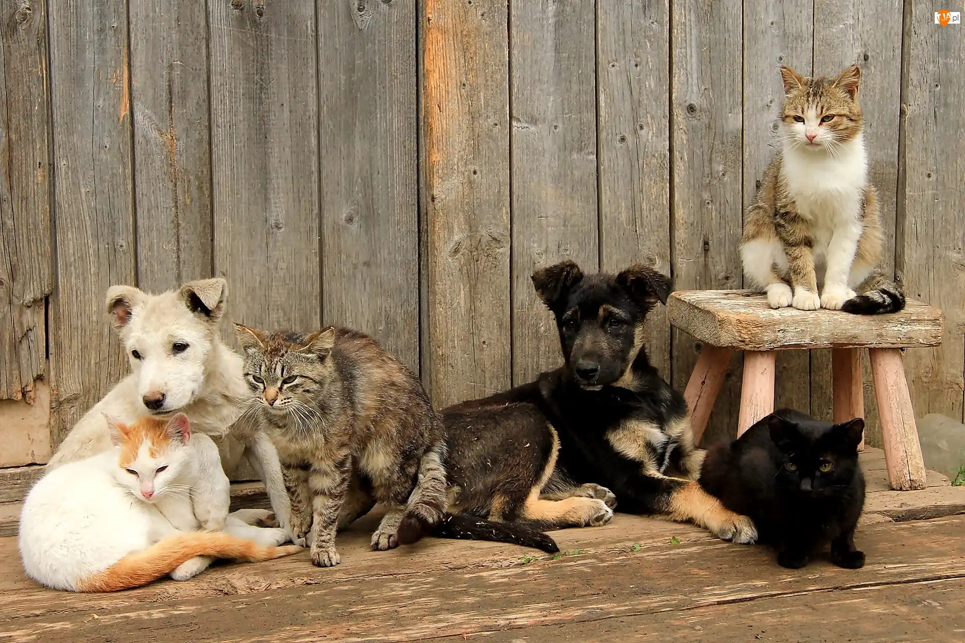 Koty, Dwa, Psy, Cztery