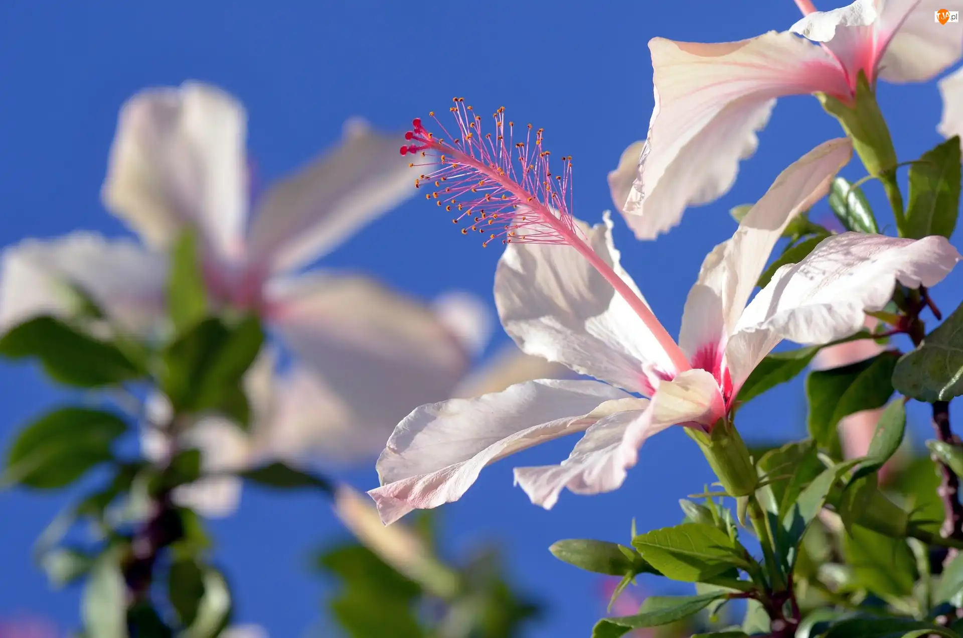 Lato, Kwiat, Biały Hibiskus, Niebo