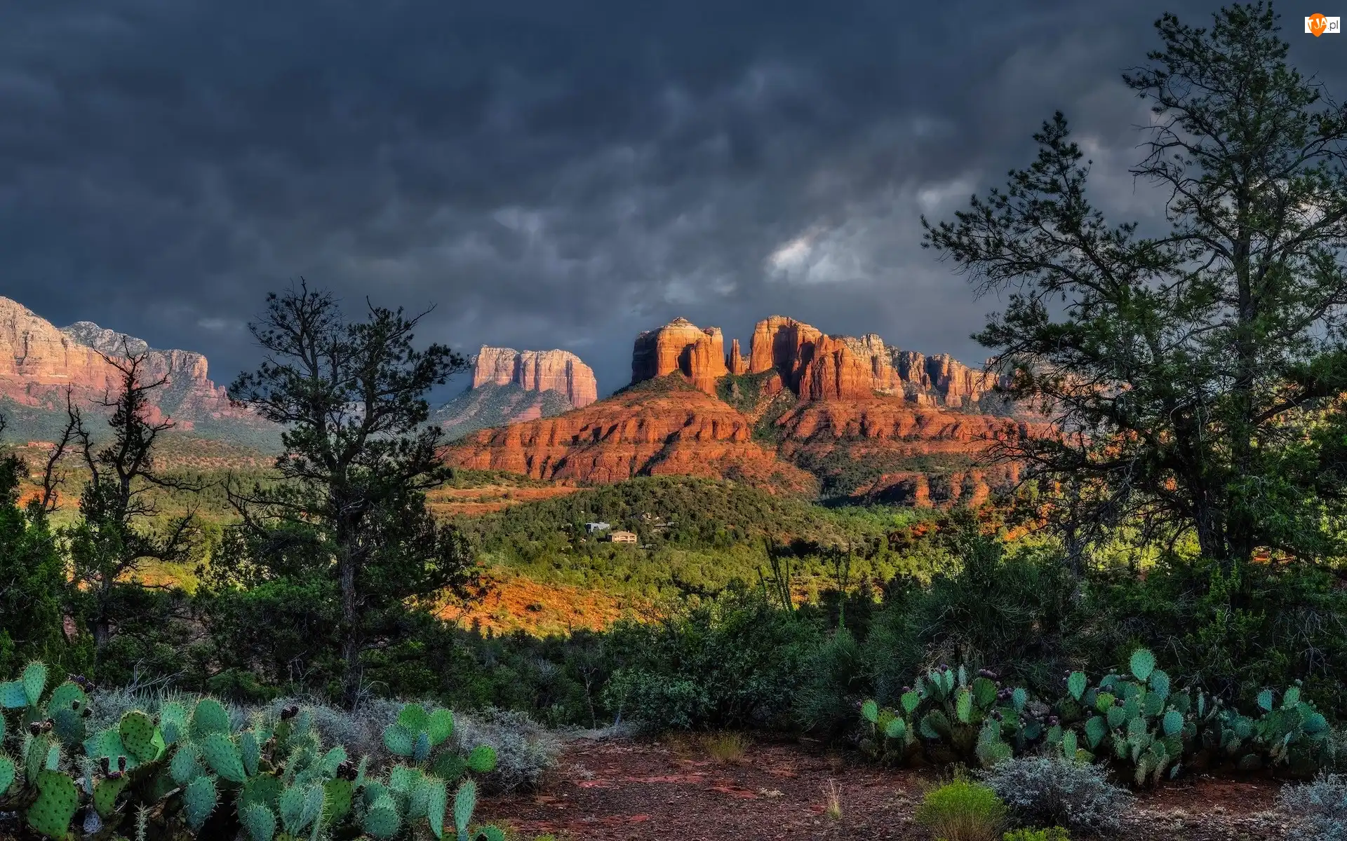 Drzewa, Stany Zjednoczone, Skały, Chmury, Arizona, Cathedral Rock, Kaktusy, Sedona