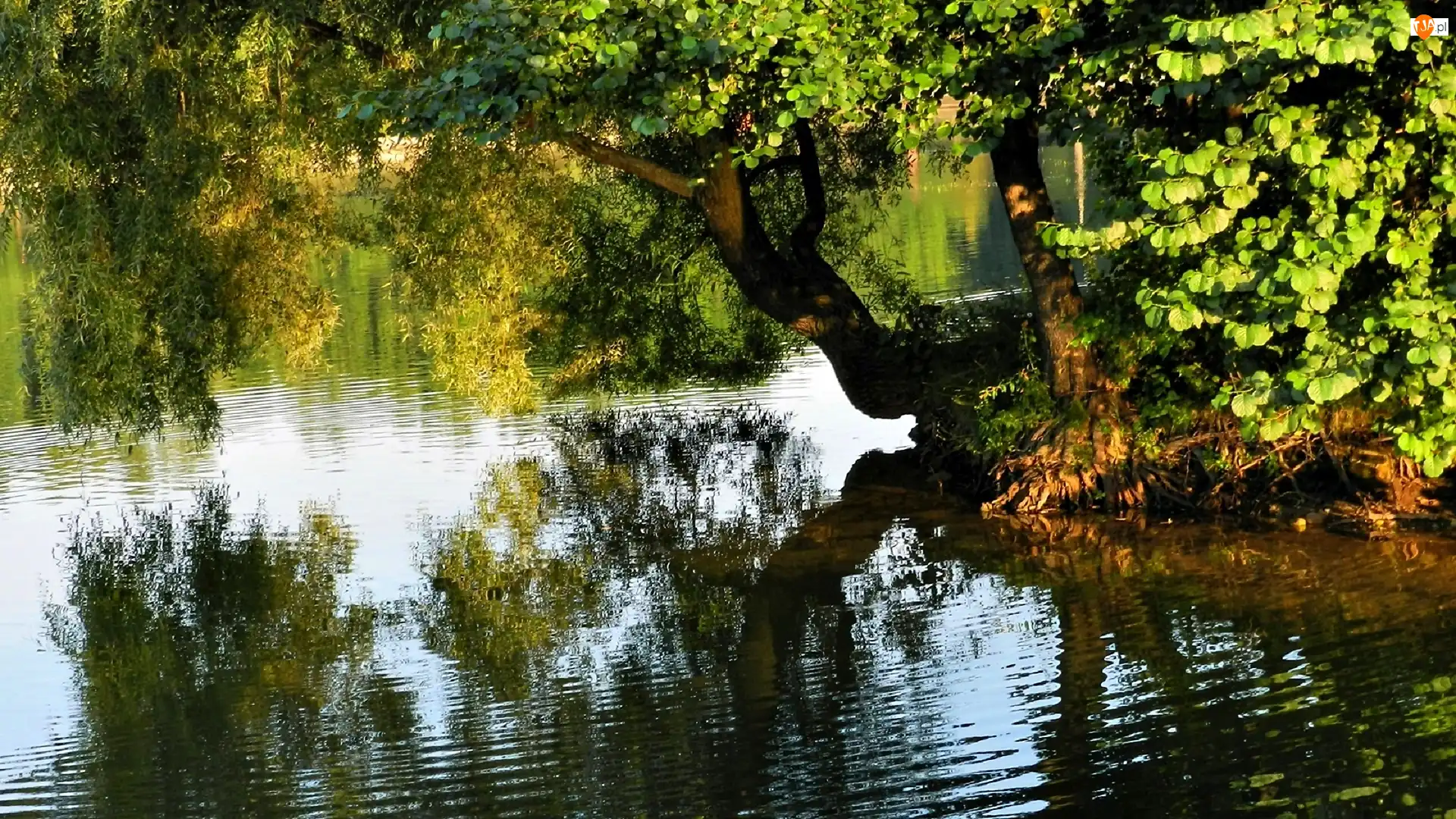Drzewo, Park, Staw