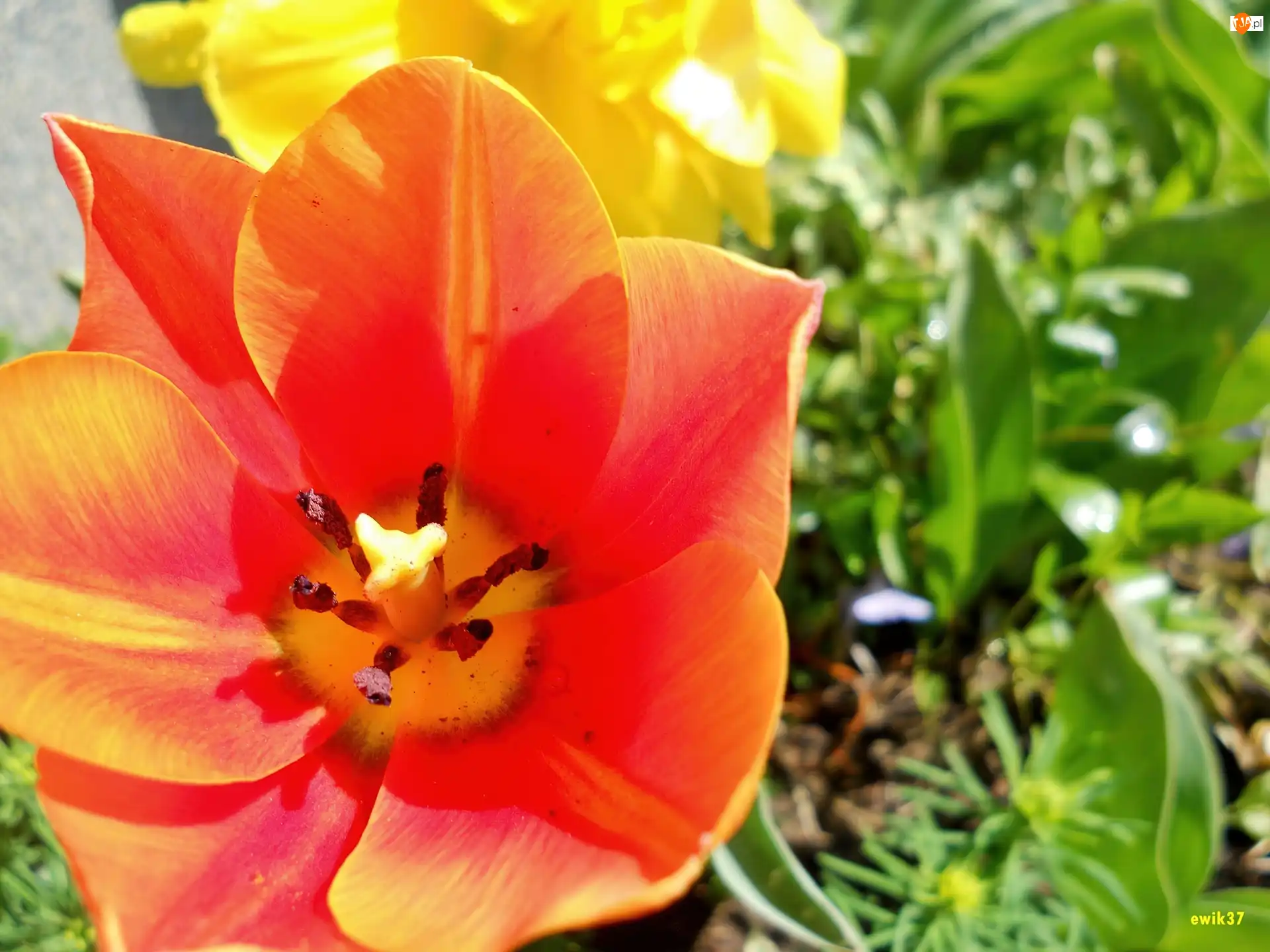 Rośliny, Pomarańczowy, Żółty, Tulipan