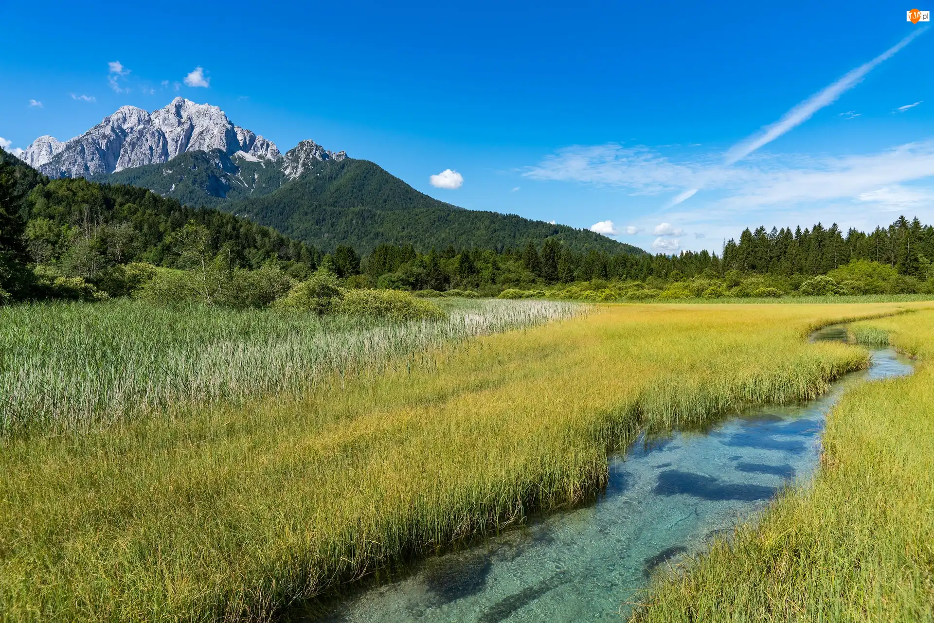Rezerwat przyrody Zelenci Springs, Słowenia,  Rzeka Sawa, Drzewa, Kranjska Gora, Trawa