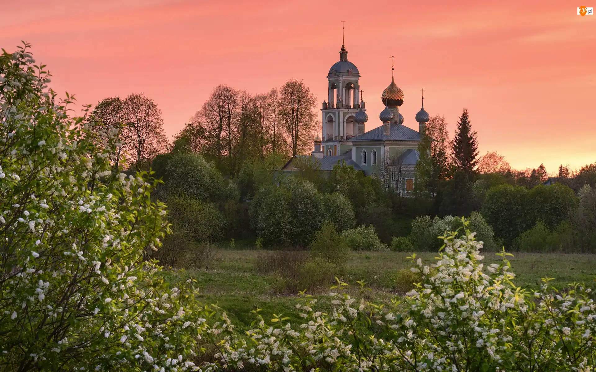 Rosja, Cerkiew, Obwód jarosławski, Łąka, Debolovskoye, Krzewy, Kwiaty, Wiosna, Drzewa