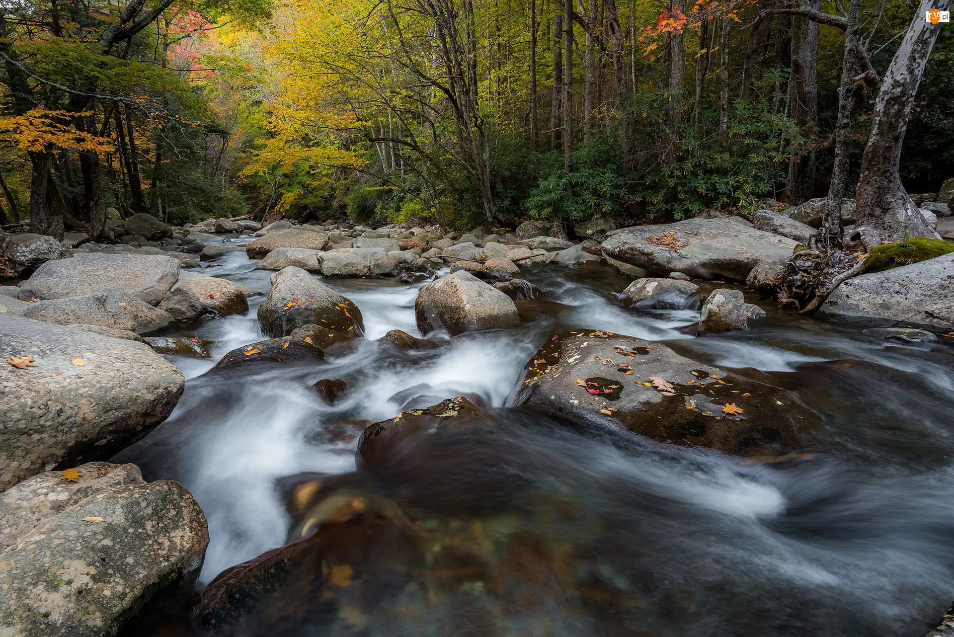 Strumień, Stany Zjednoczone, Las, Kamienie, Park Narodowy Great Smoky Mountains, Rzeka, Liście, Jesień