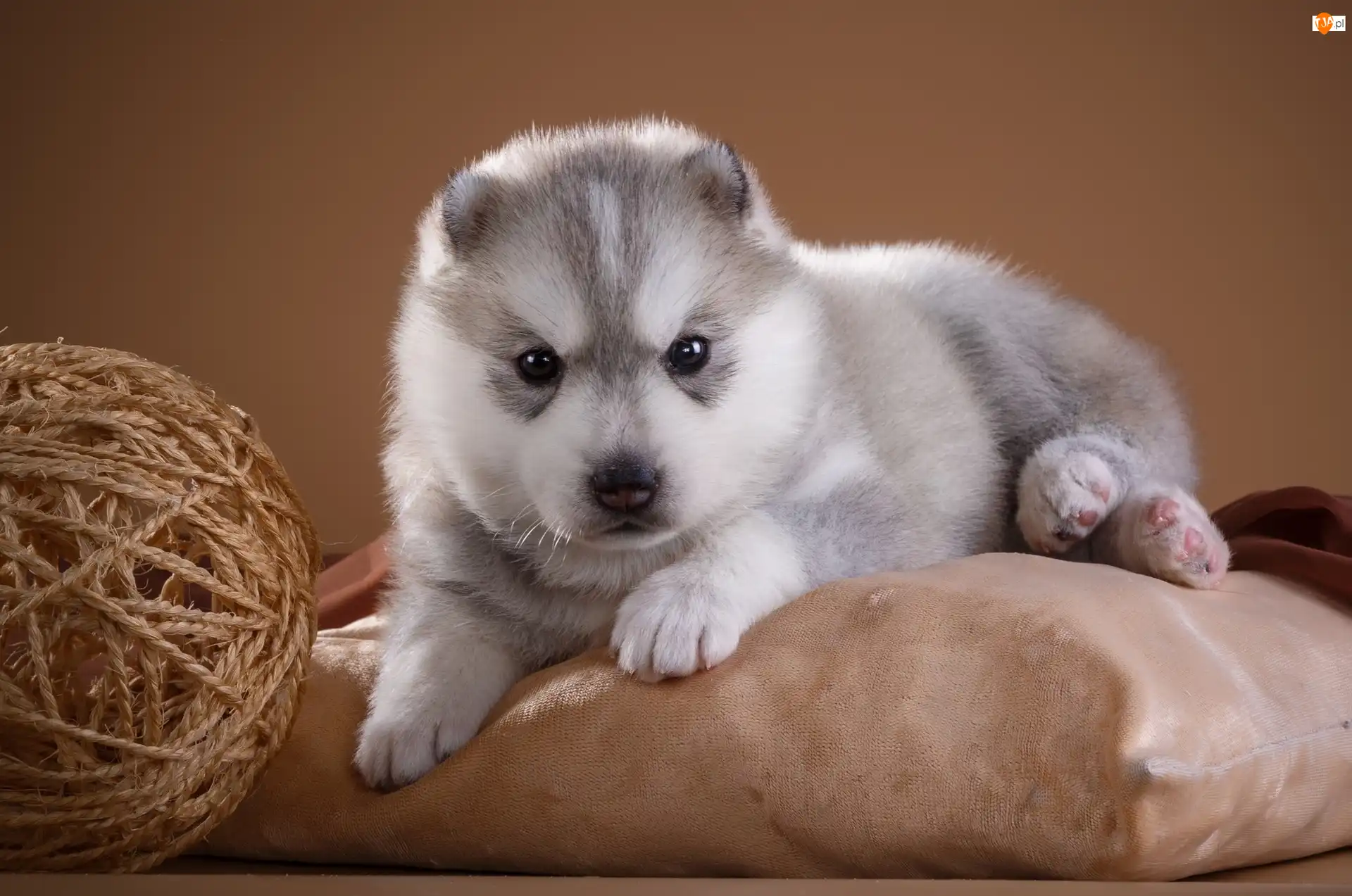 Poduszka, Pies, Szczeniak, Siberian husky