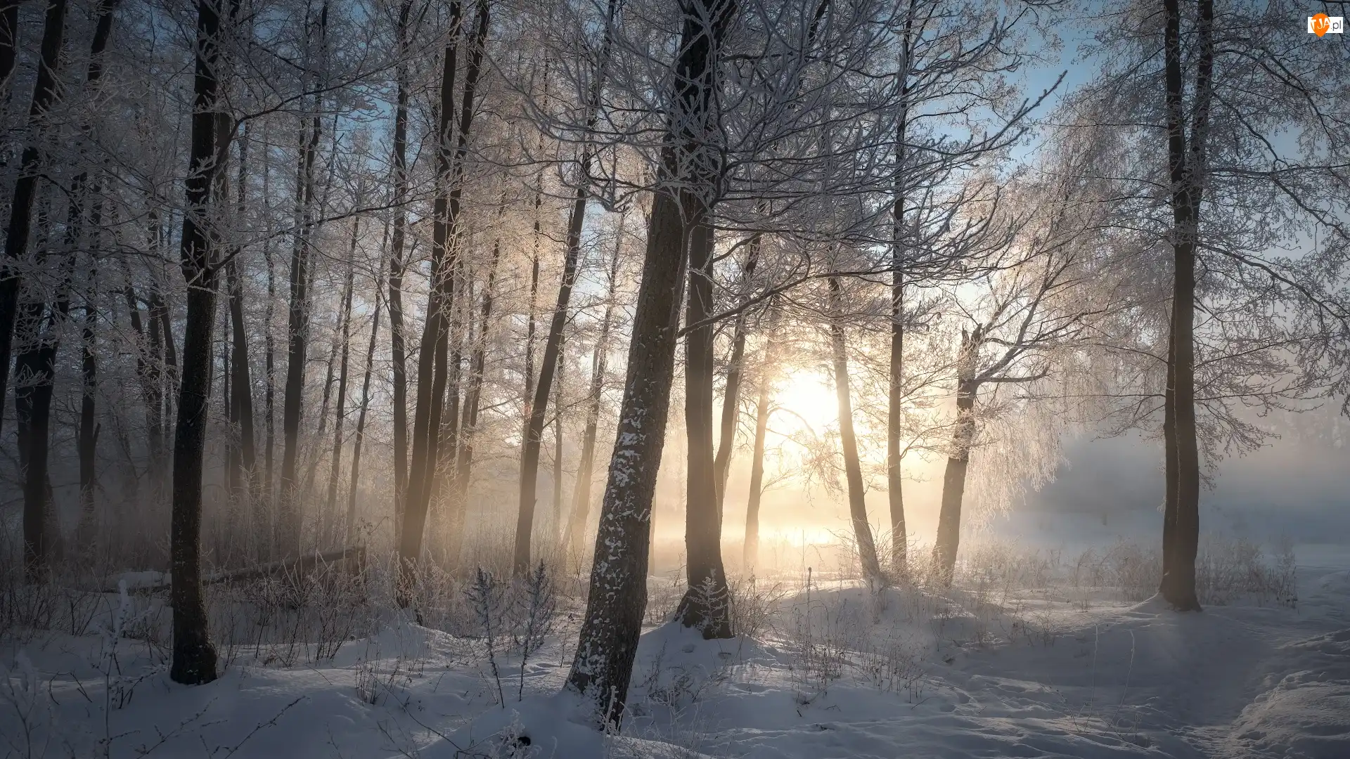 Las, Drzewa, Śnieg, Wschód słońca, Zima, Mgła