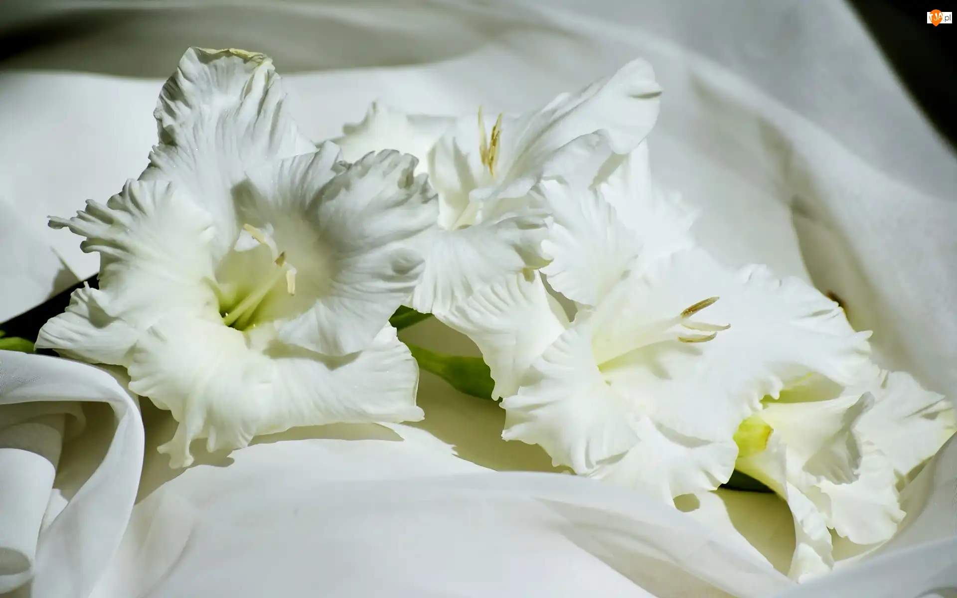 Gladiola, Kwiat, Biały, Mieczyk