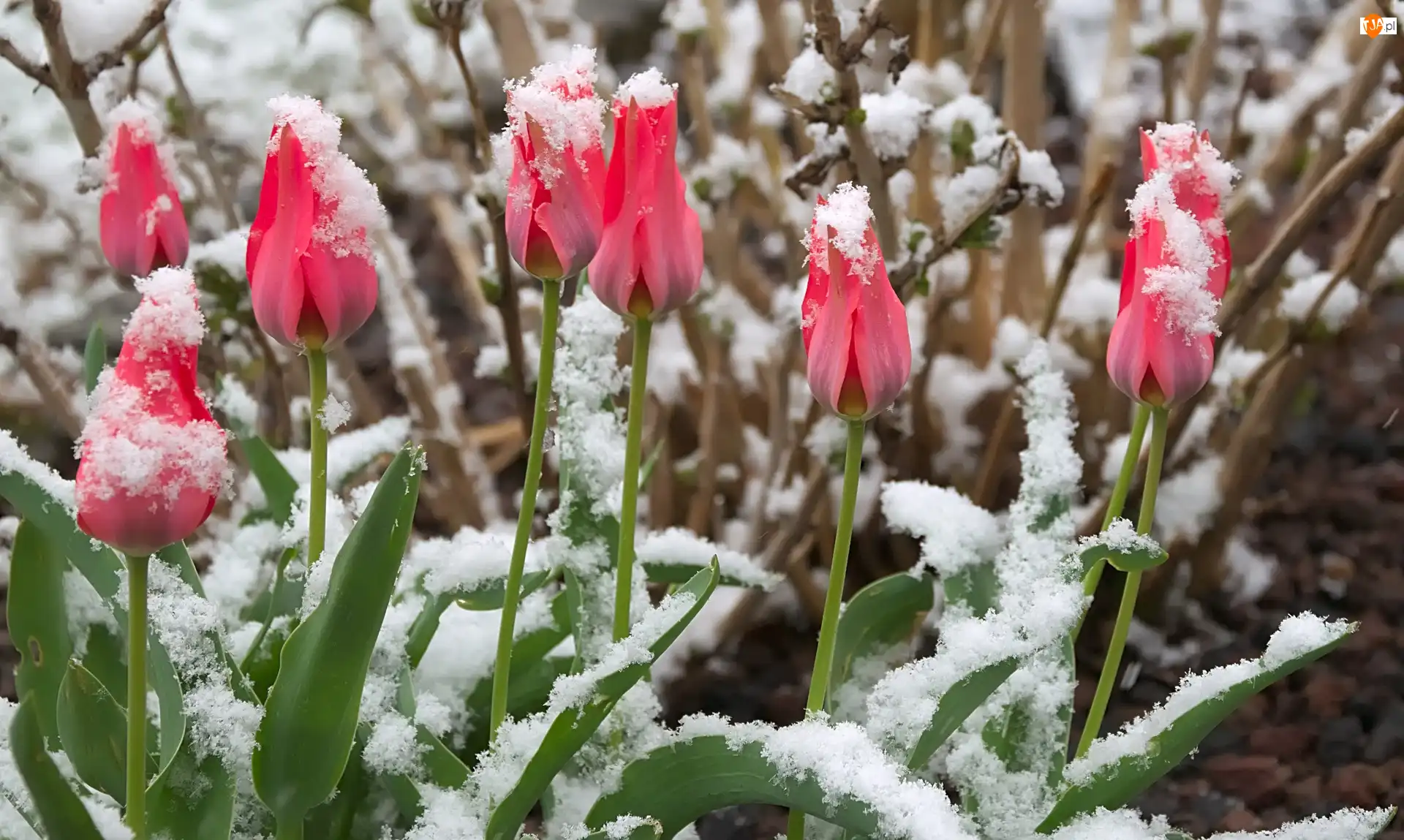 Śnieg, Różowe, Tulipany, Pąki