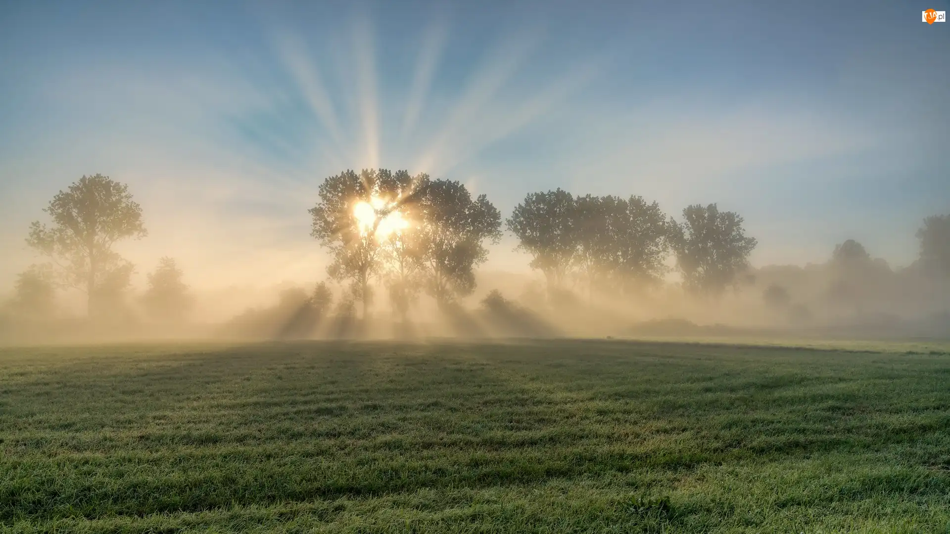 Mgła, Przebijające światło, Drzewa, Pola, Wschód słońca