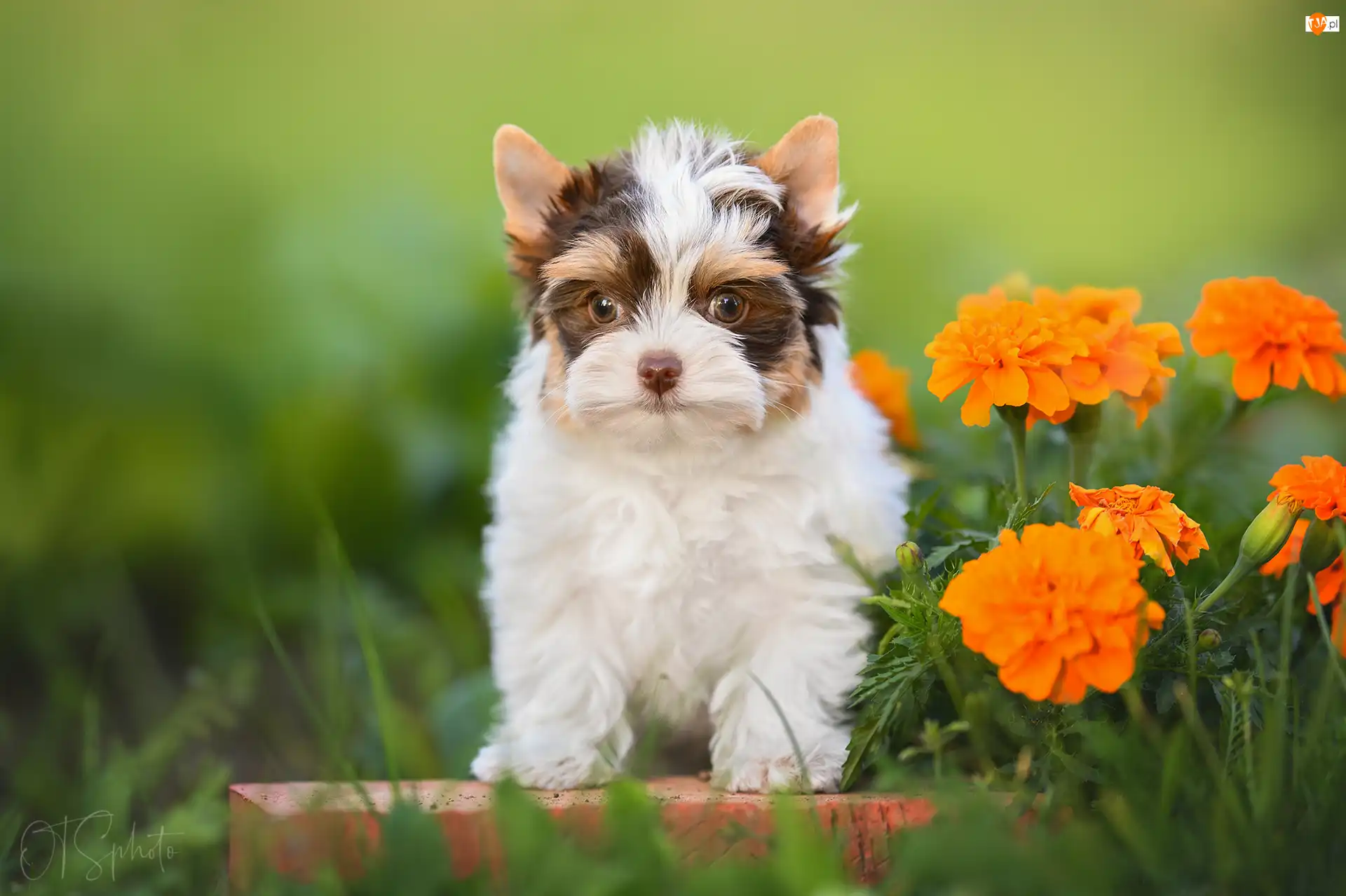 Yorkshire terrier biewer, Trawa, Szczeniak, Pies, Kwiaty