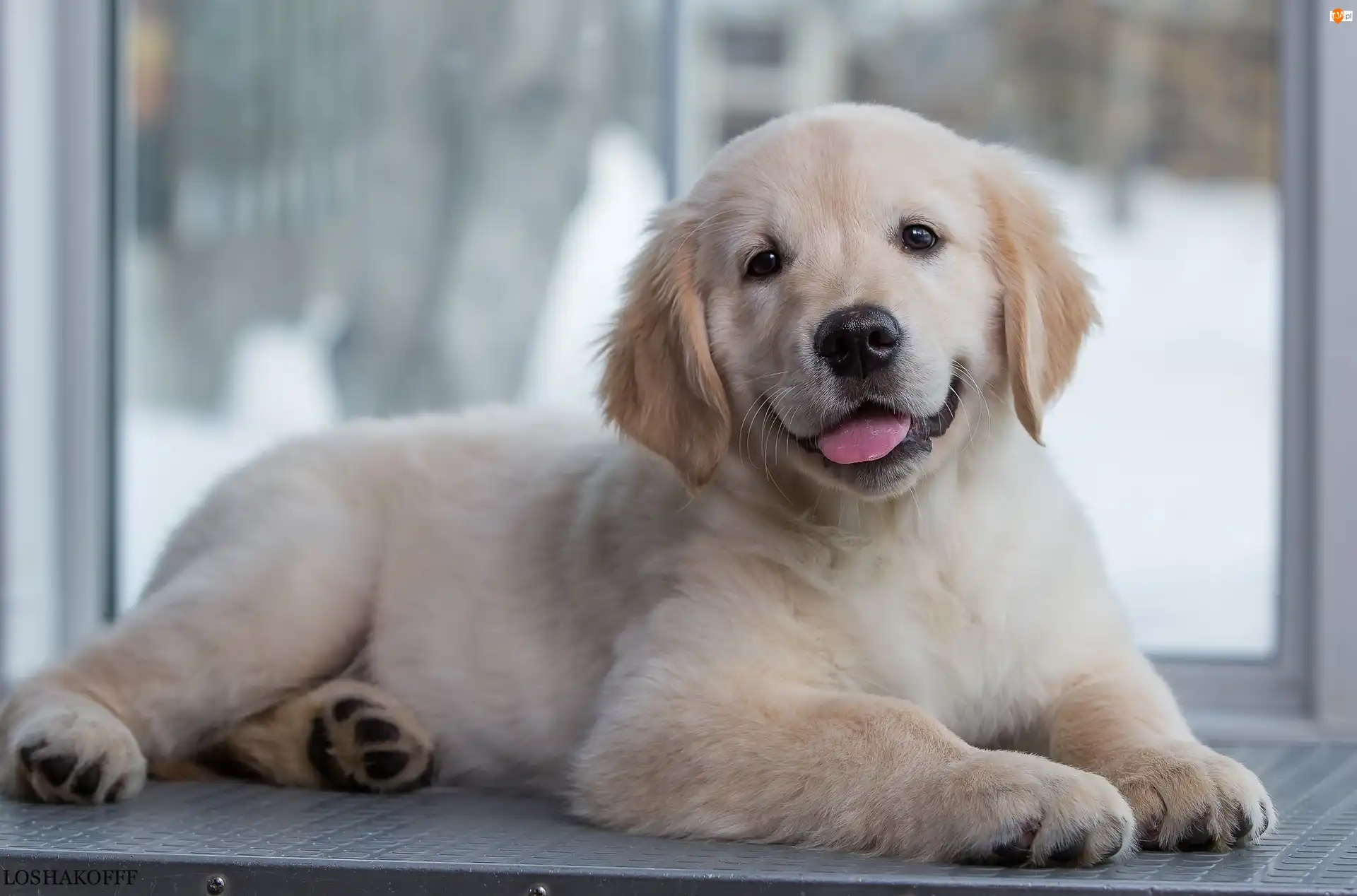 Okno, Słodki, Szczeniak, Golden retriever