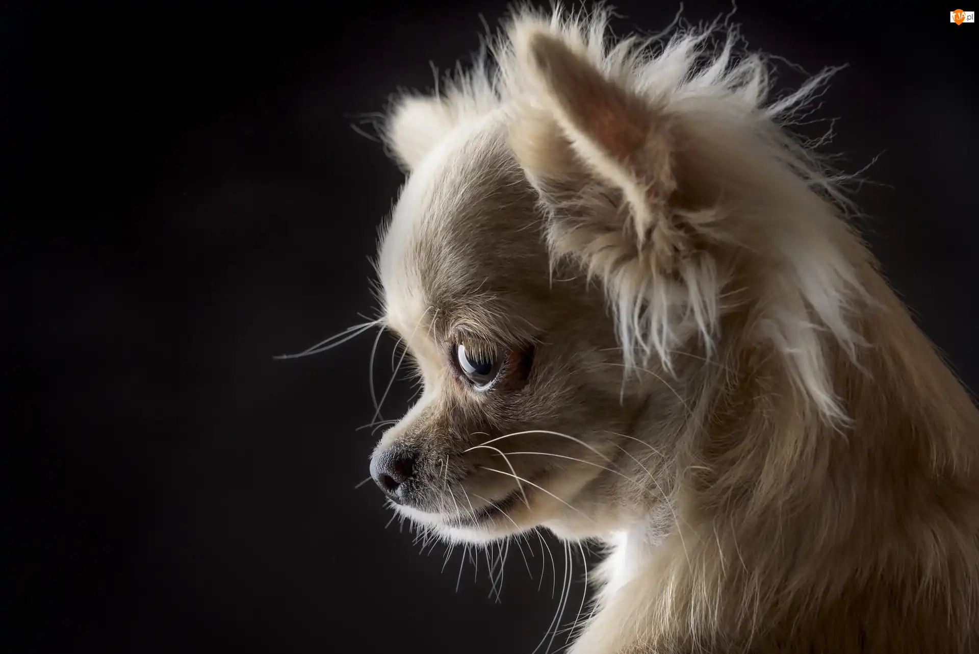 Chihuahua, Słodki, Szczeniaczek