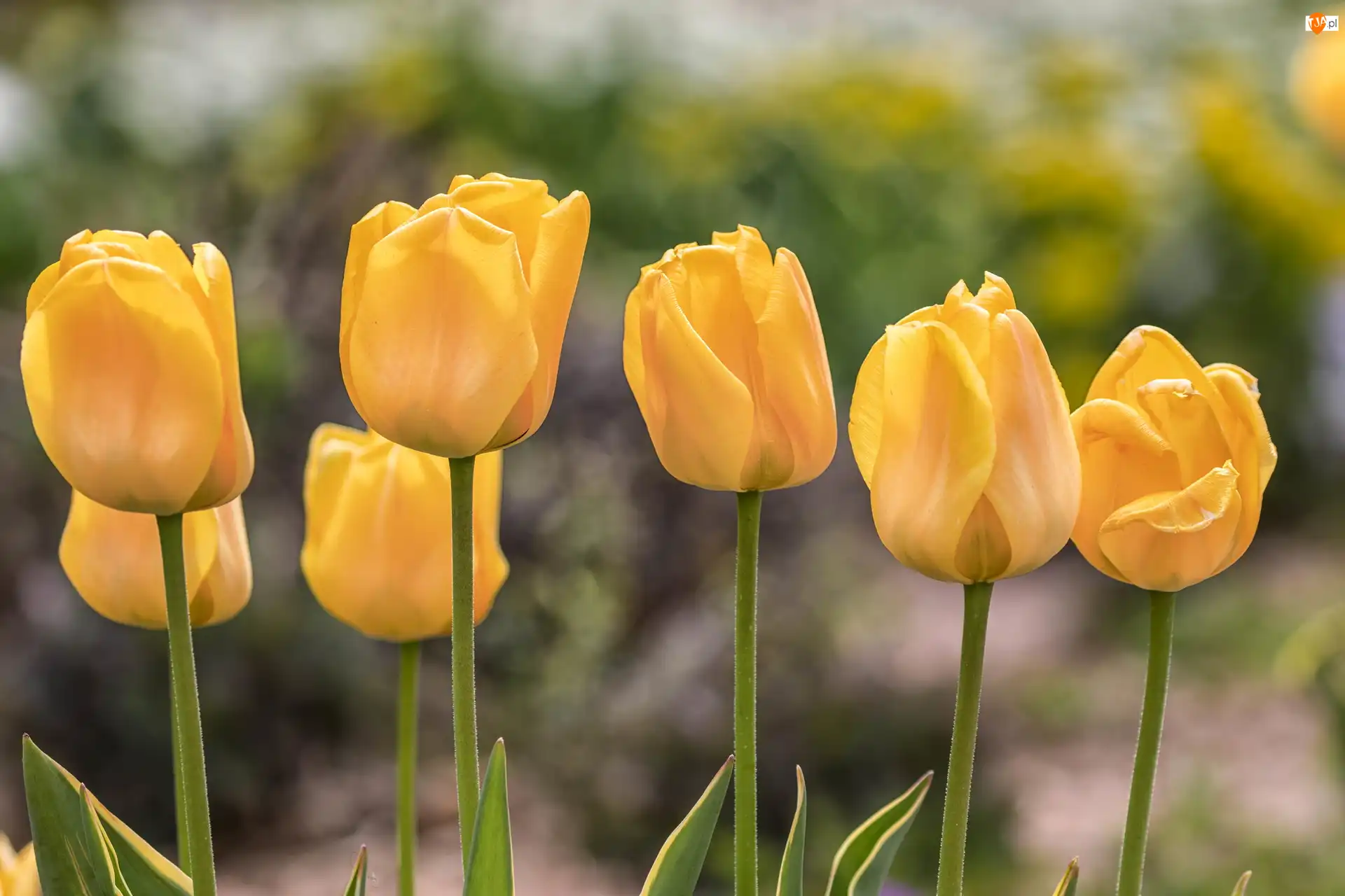 Zbliżenie, Żółte, Tulipany