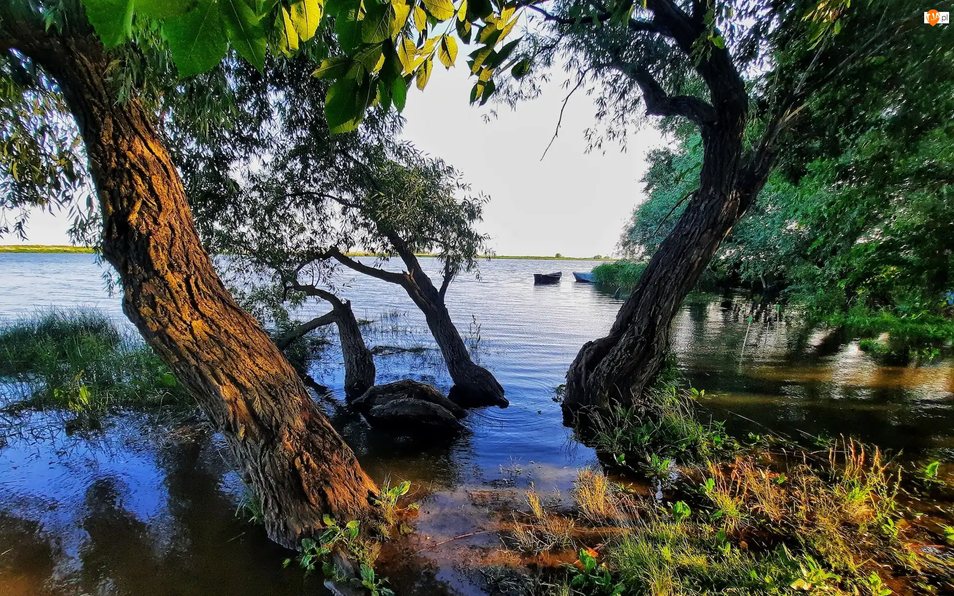 Szuwary, Jezioro, Drzewa, Łódki