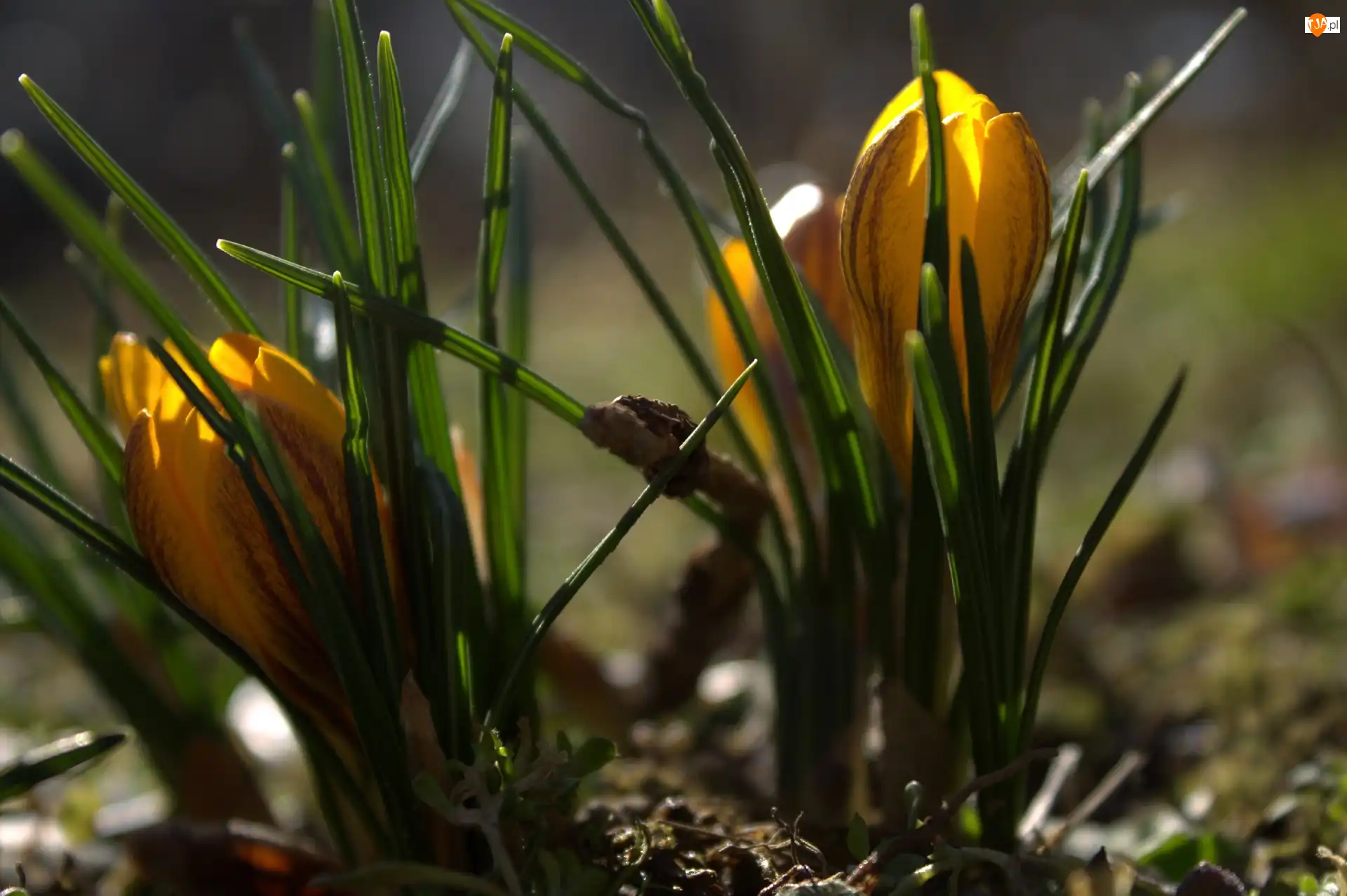 Kwiat, Krokus, Żółty