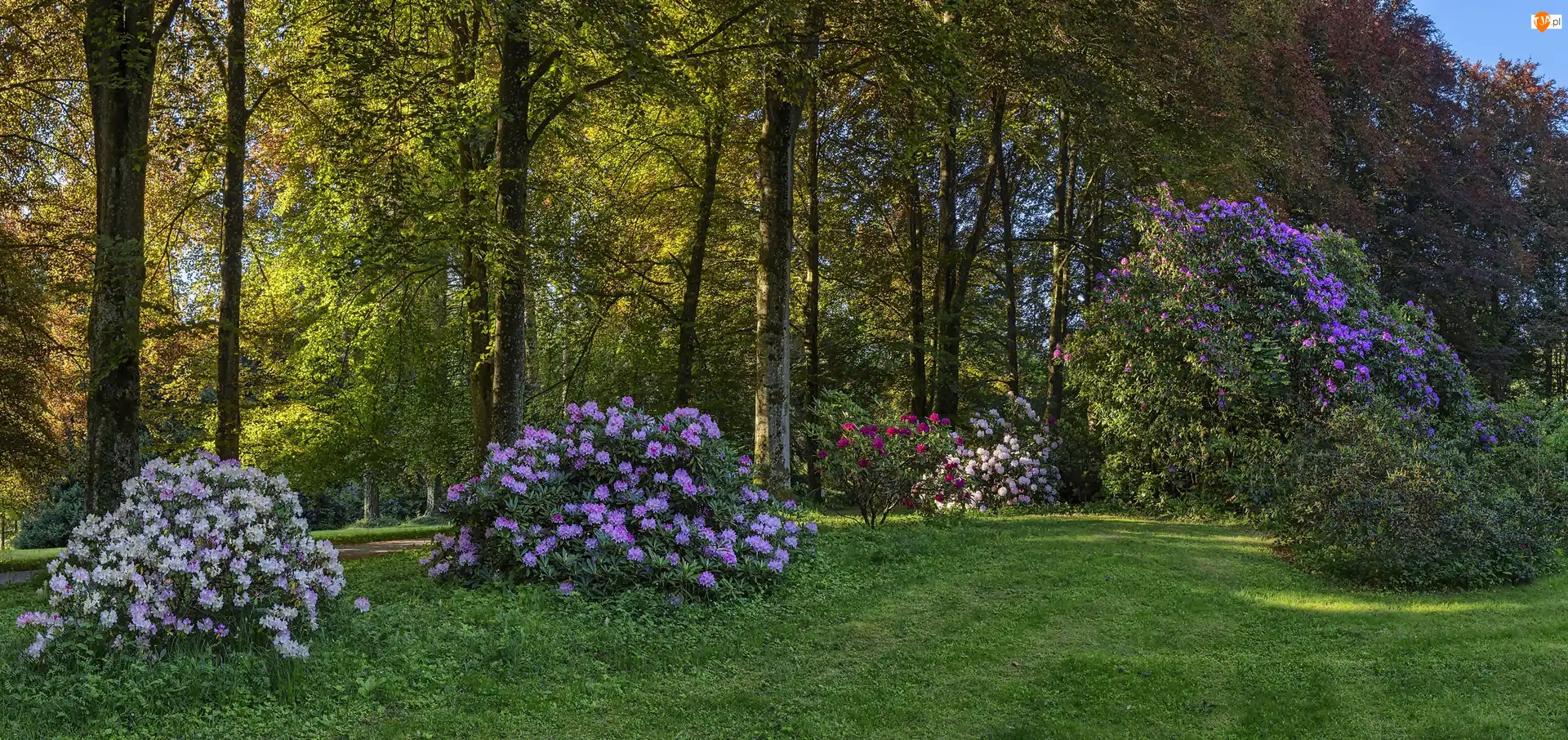 Park Rododendronów Kromlau, Niemcy, Gablenz