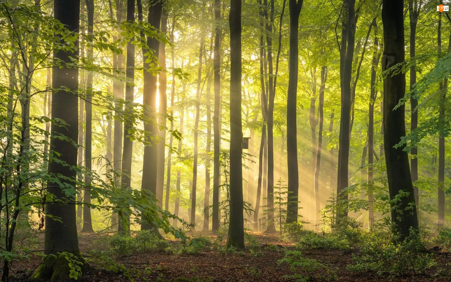 Przebijające światło, Las, Drzewa, Budka lęgowa