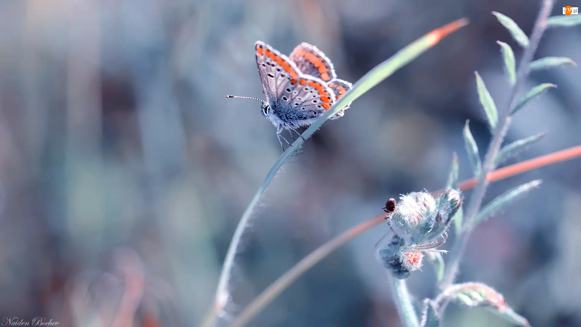 Źdźbło, Rozmyte tło, Modraszek adonis, Motyl, Roślina