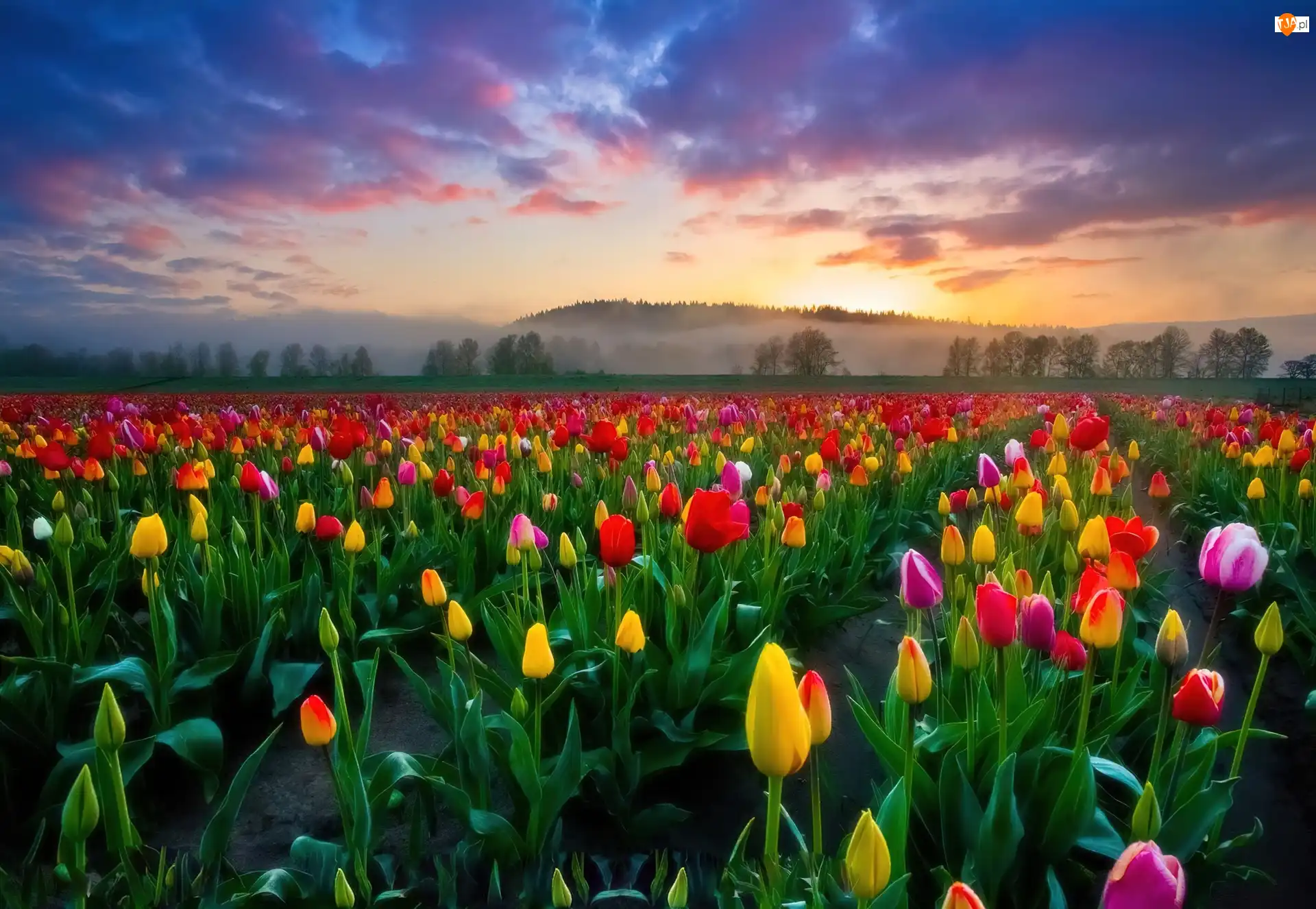 Słońca, Tulipany, Zachód