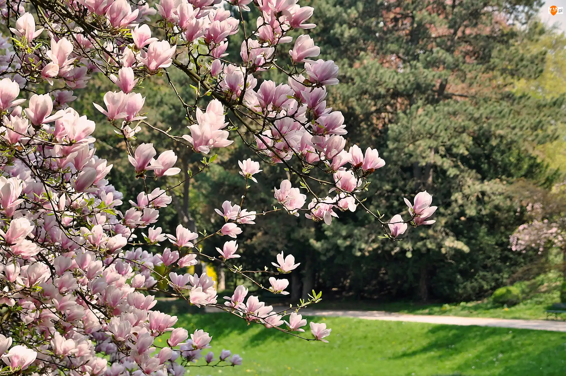 Magnolia, Gałązki, Różowe, Kwiaty