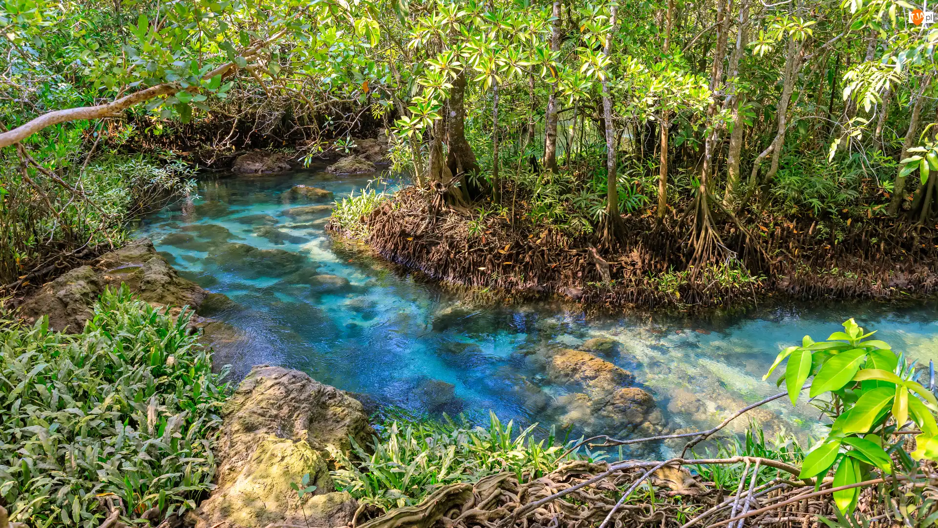 Rośliny, Mokradła, Tha Pom Khlong Song Nam Prowincja, Tajlandia, Rezerwat przyrody, Krabi