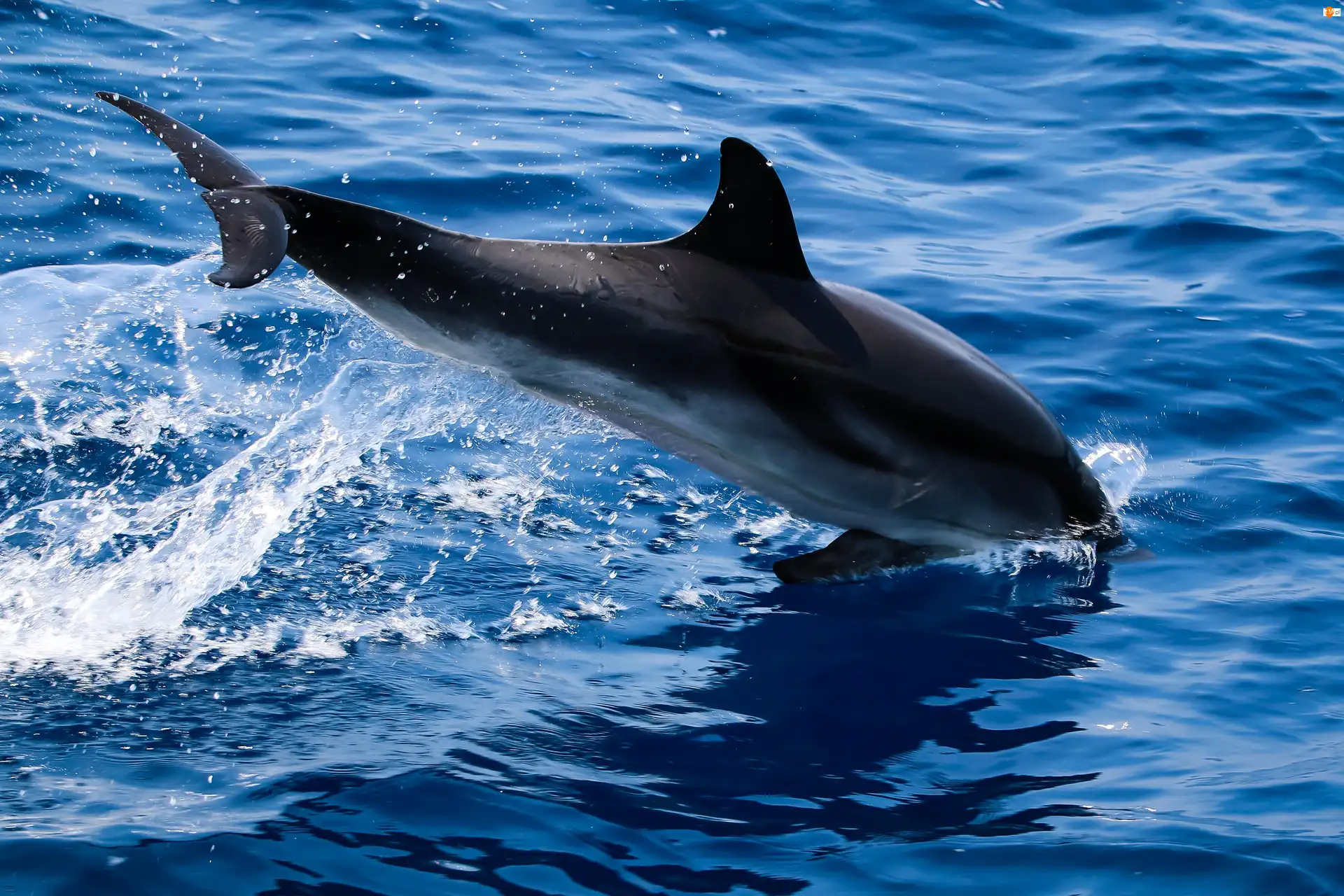 Woda, Delfin
