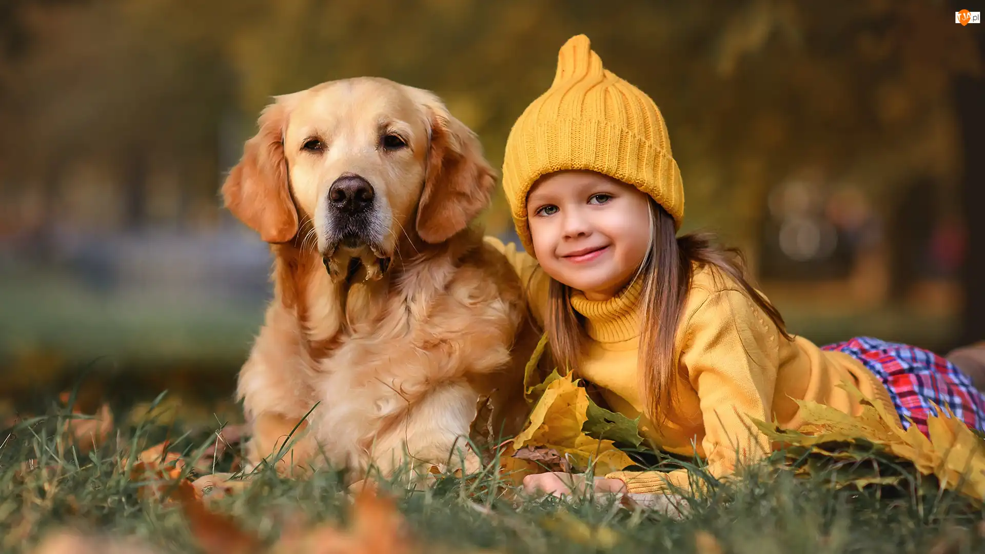 Golden retriever, Dziewczyna, Czapka, Pies