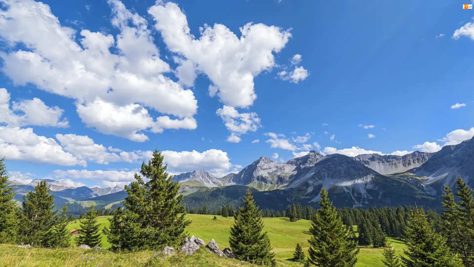 Davos, Szwajcaria, Drzewa, Chmury, Góry Albula-Alpen, Łąki