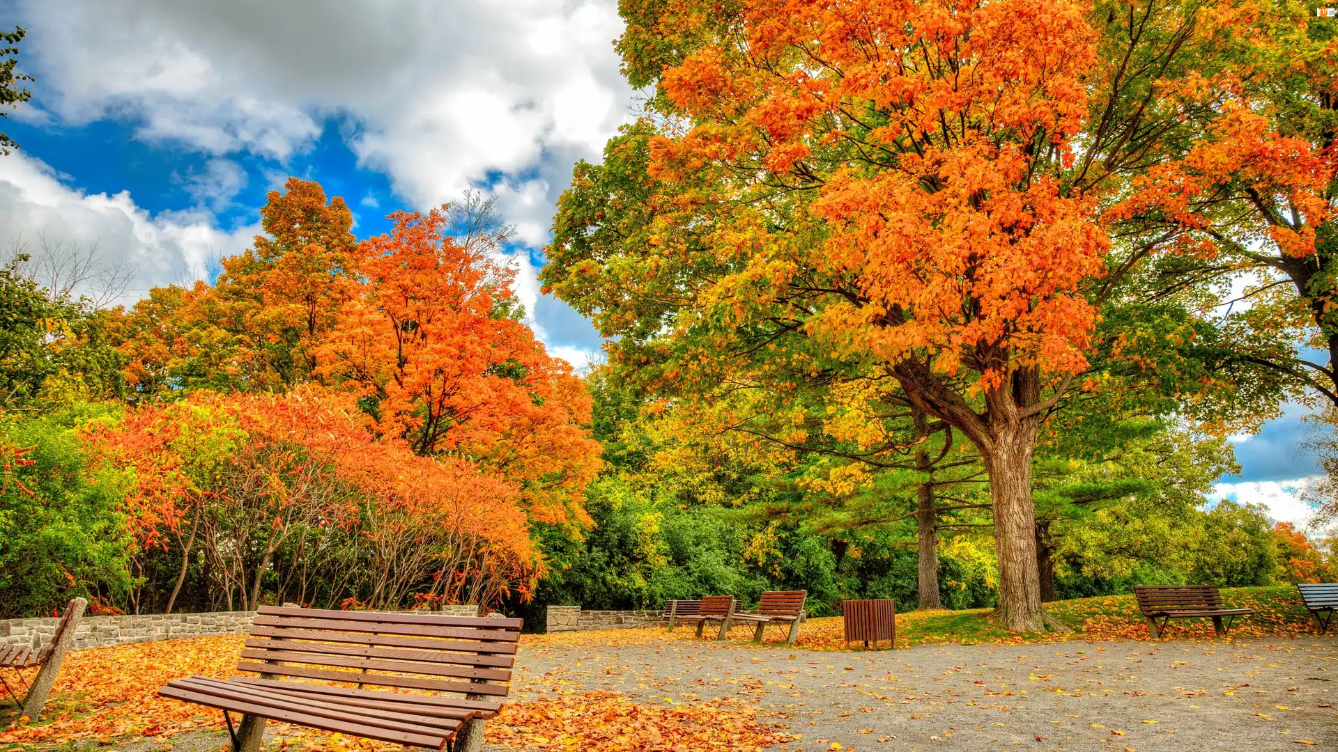 Drzewa, Jesień, Park, Ławki