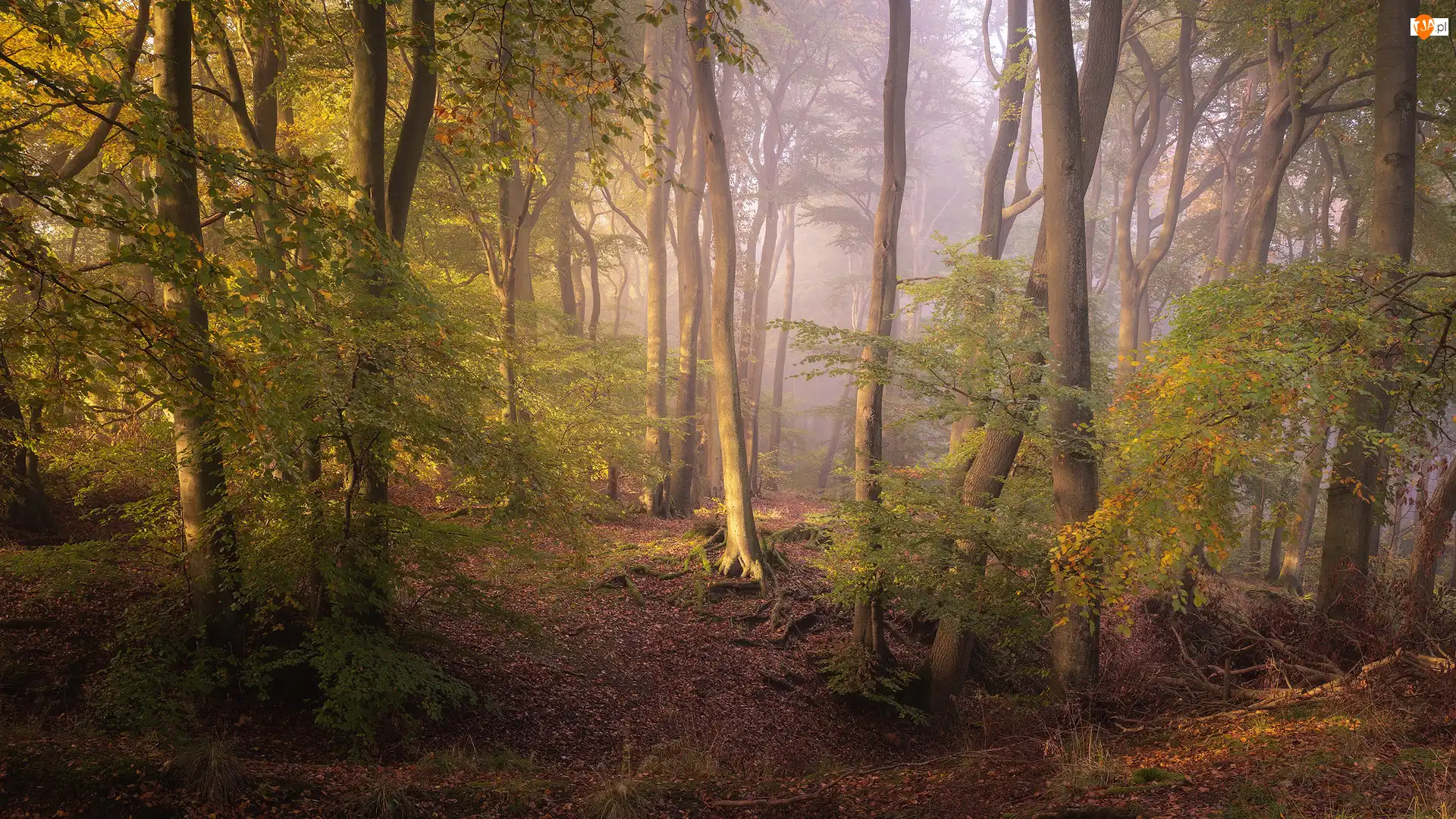Mgła, Anglia, Drzewa, Las, Hrabstwo Oxfordshire