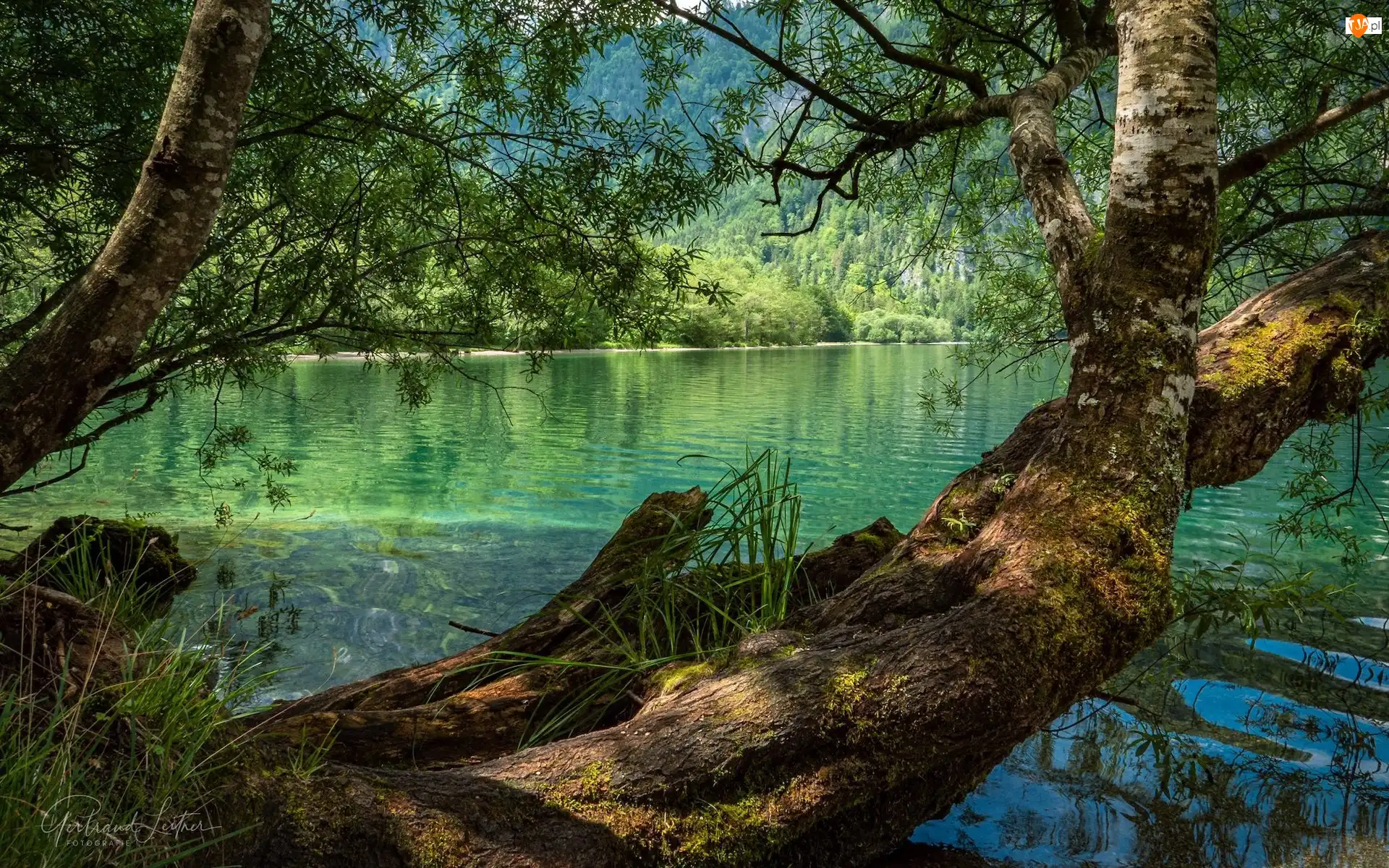 Ebensee, Drzewa, Salzkammergut, Austria, Jezioro Offensee