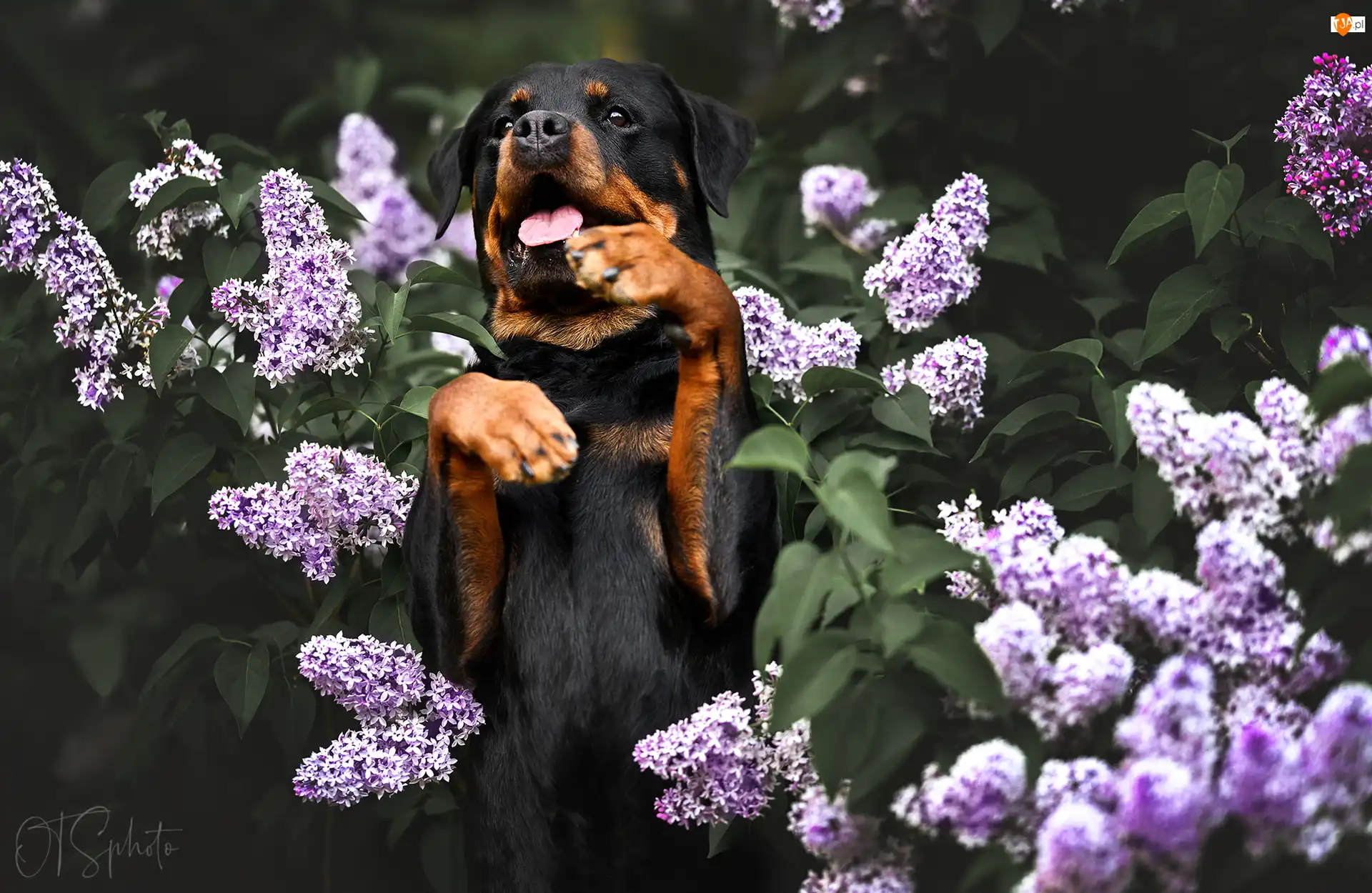Bez, Rottweiler, Pies, Kwiaty