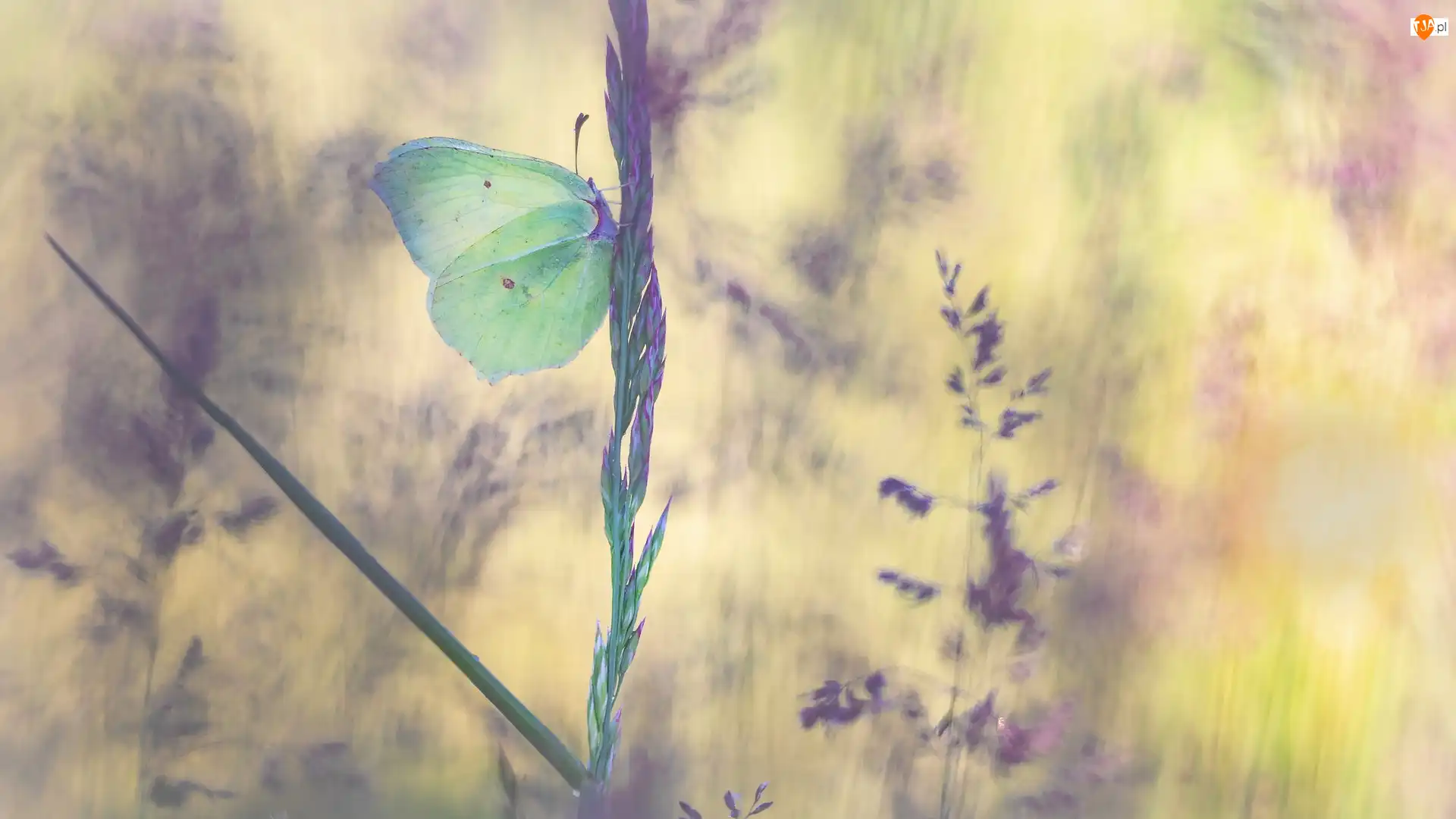 Źdźbło, Motyl, Latolistek cytrynek, Trawa