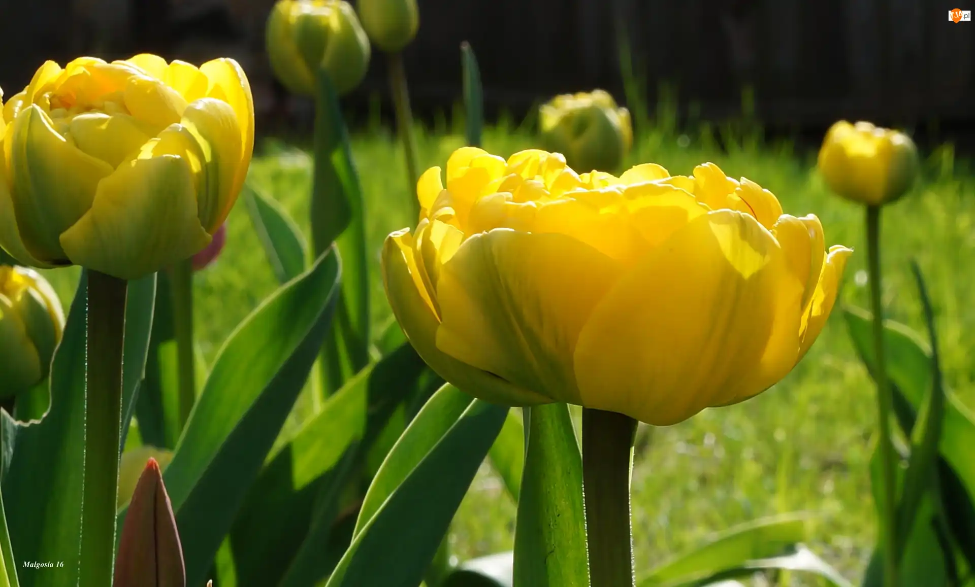 Wiosenne, Żółte, Tulipany, Kwiaty
