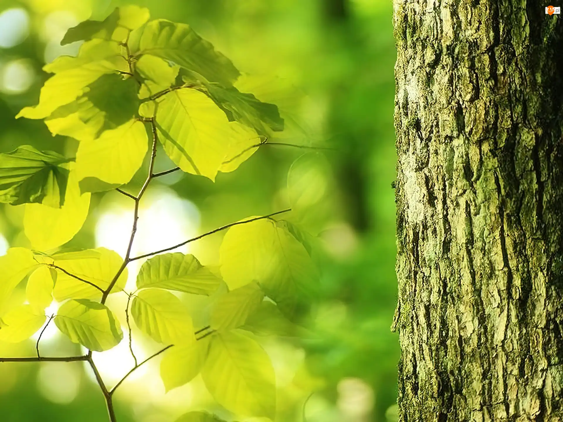 Liście, Drzewo, Gałązka