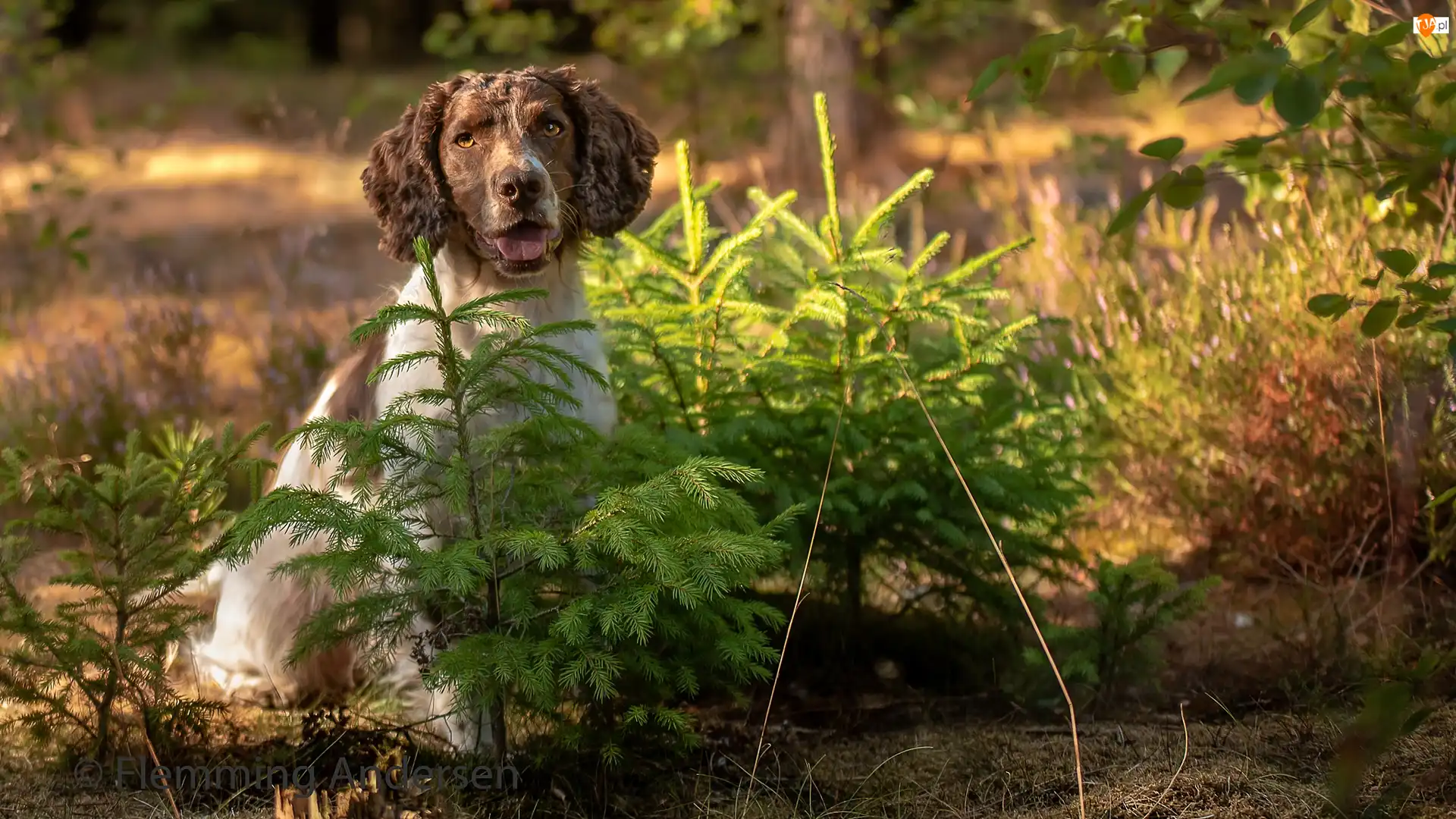 Springer spaniel angielski, Las, Kwiaty, Pies, Łąka, Świerki, Drzewka