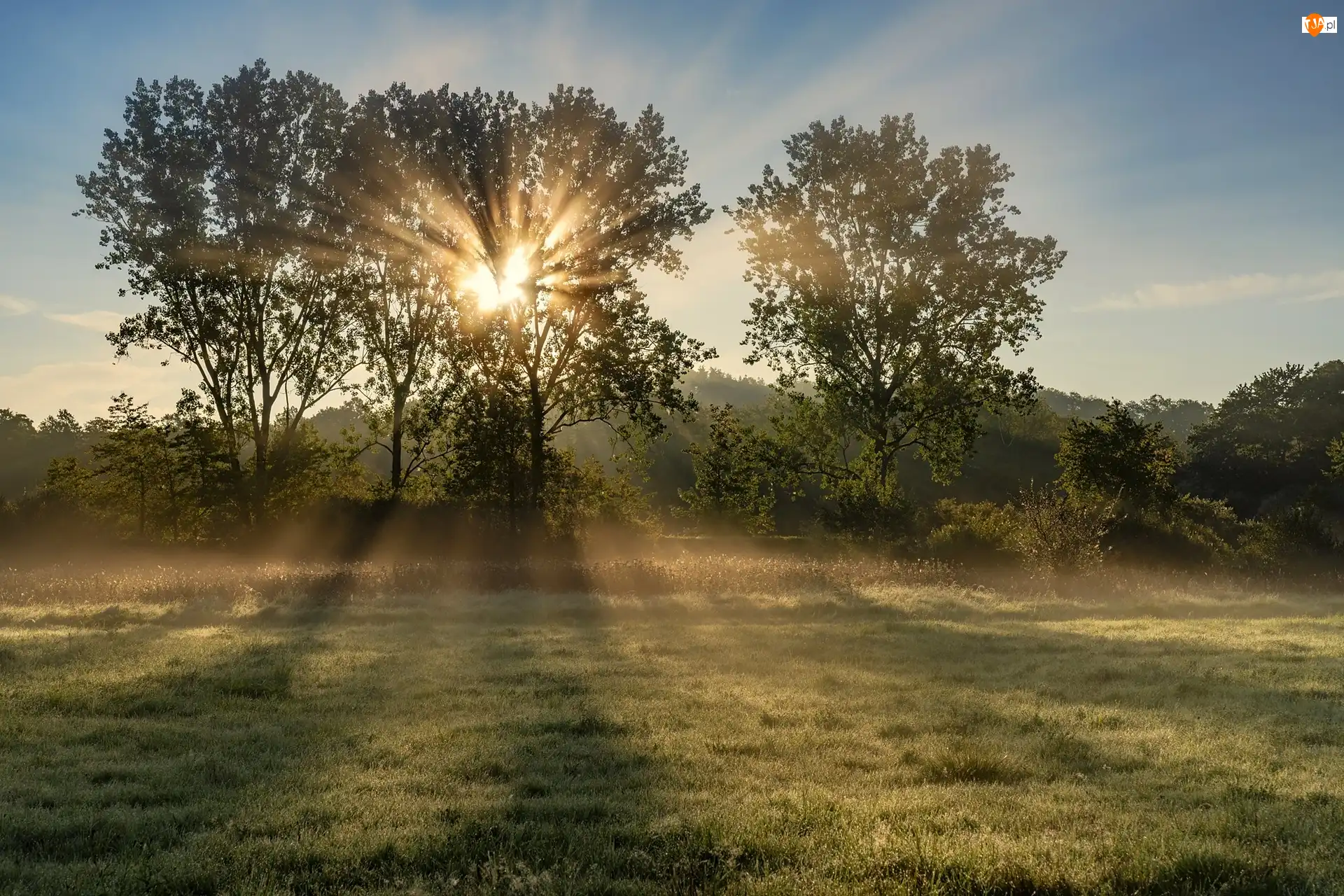 Drzewa, Przebijające światło, Łąka, Pole, Promienie słońca
