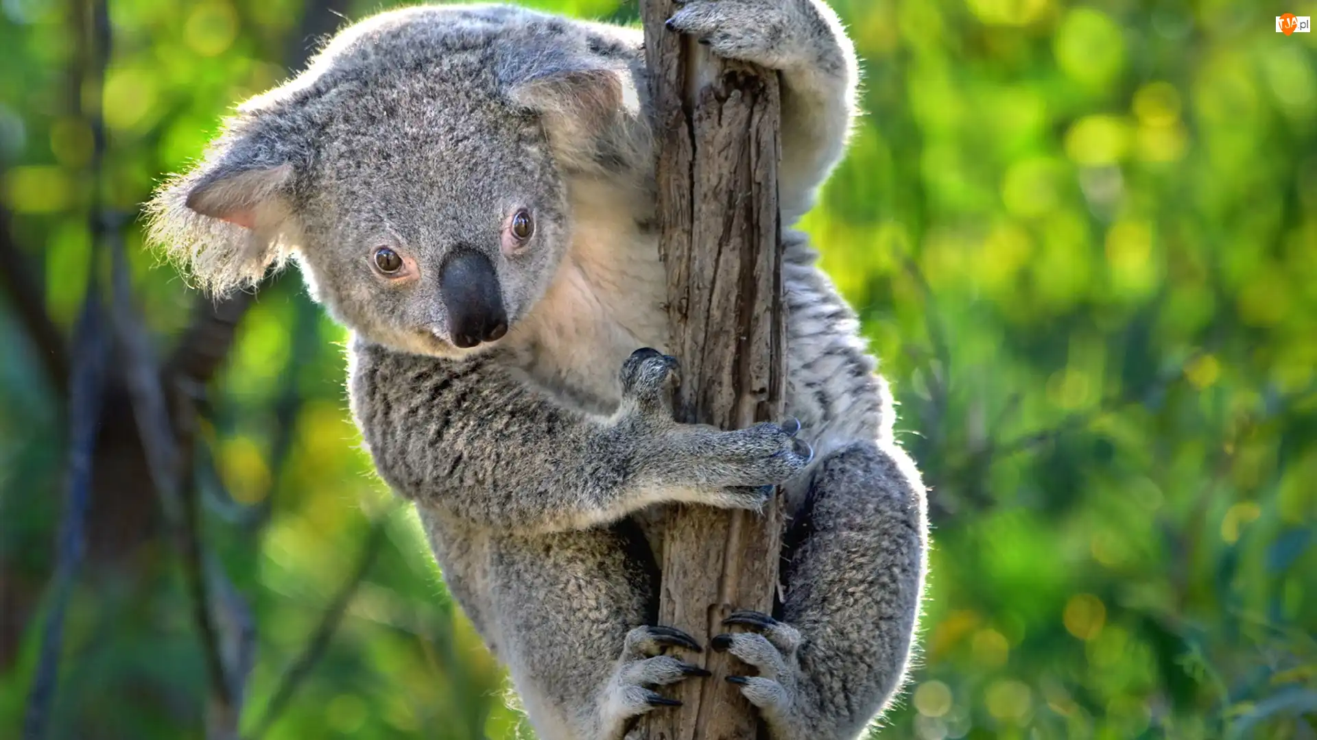 Gałąź, Miś, Koala