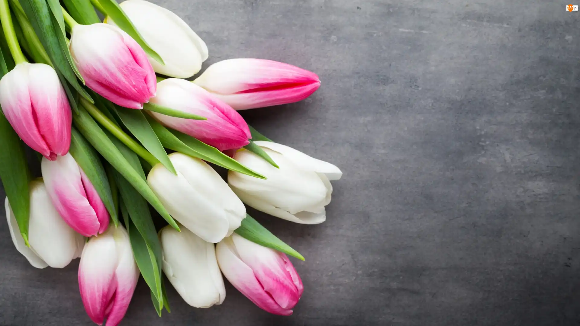 Tulipany, Białe, Różowe