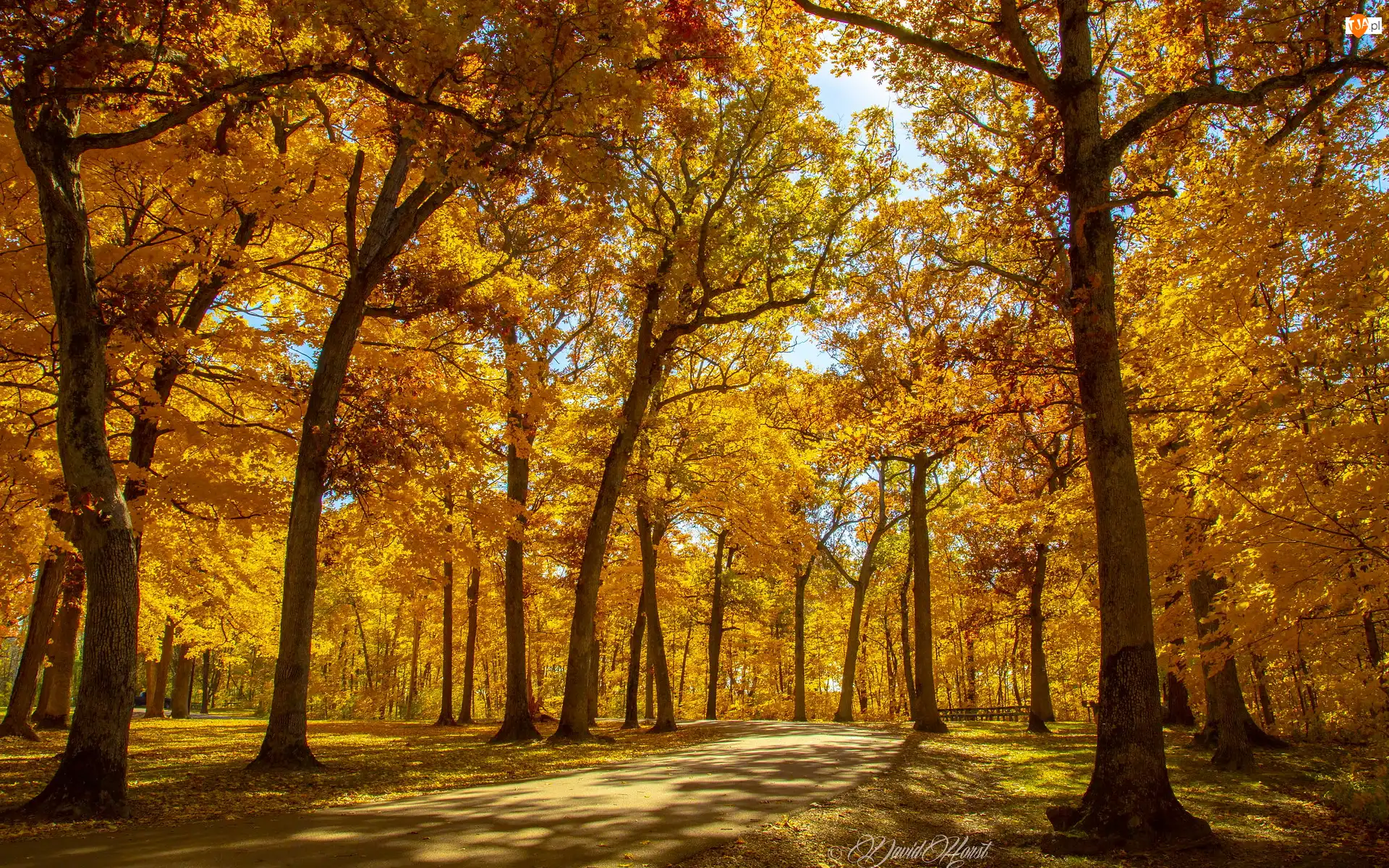 Pożółkłe, Jesień, Park, Dzień, Drzewa, Słoneczny
