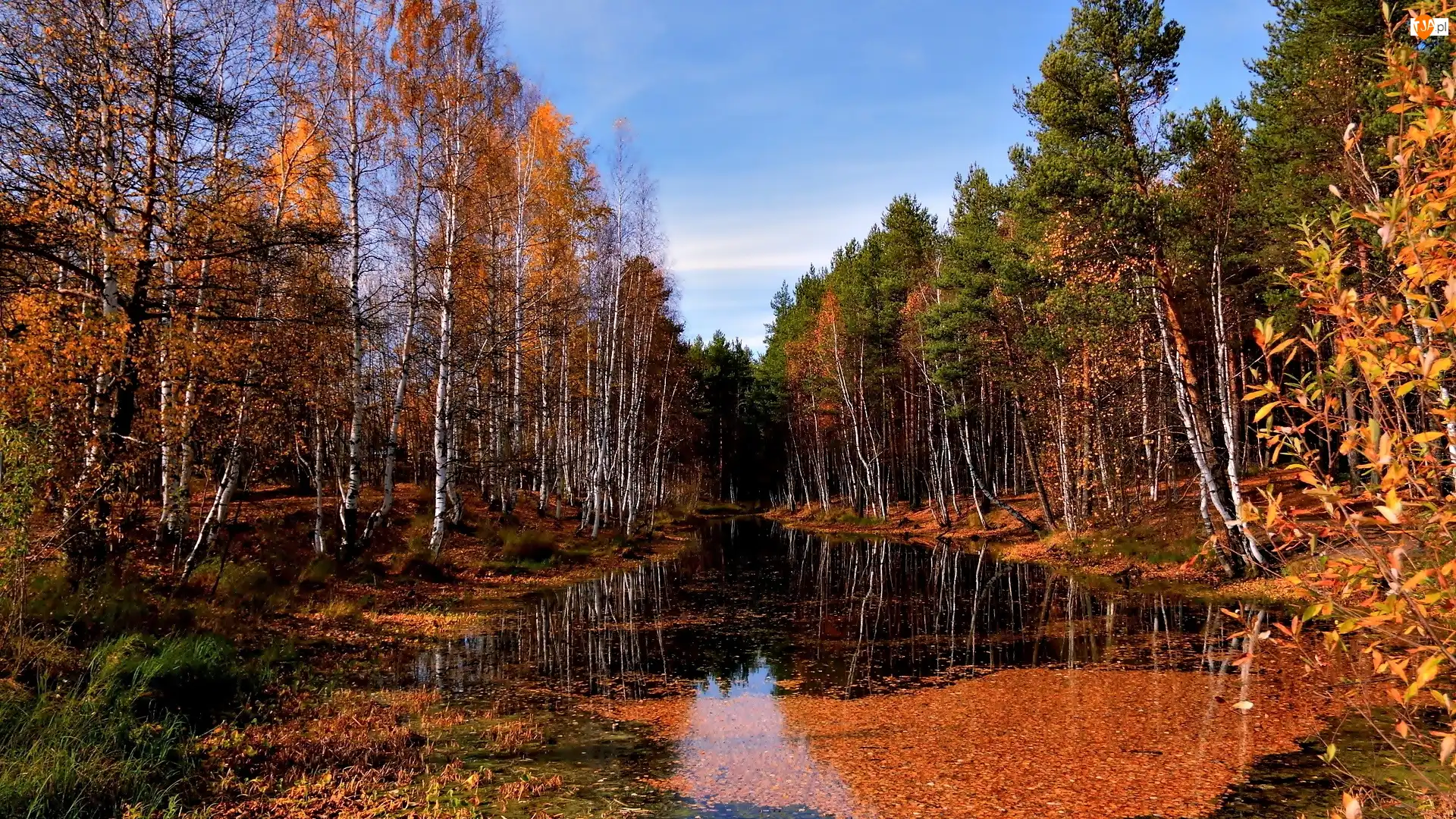 Liście, Jesień, Las, Woda