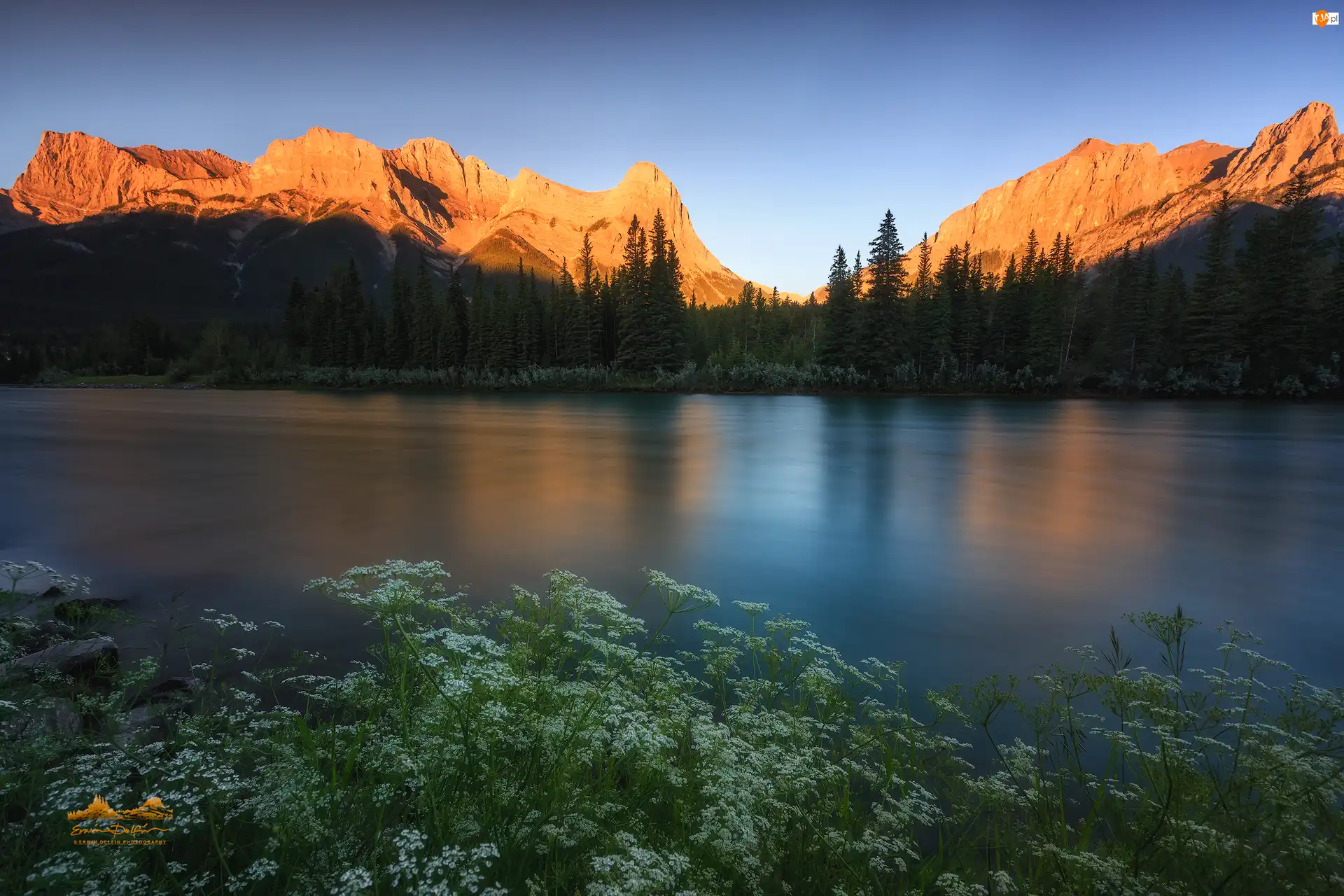 Roślinność, Góry, Las, Alberta, Canadian Rockies, Drzewa, Kanada, Rzeka Bow